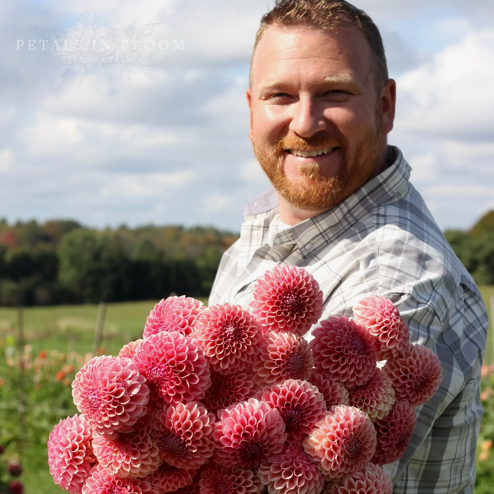 Bracken Rose Dahlia Tubers - Image 3
