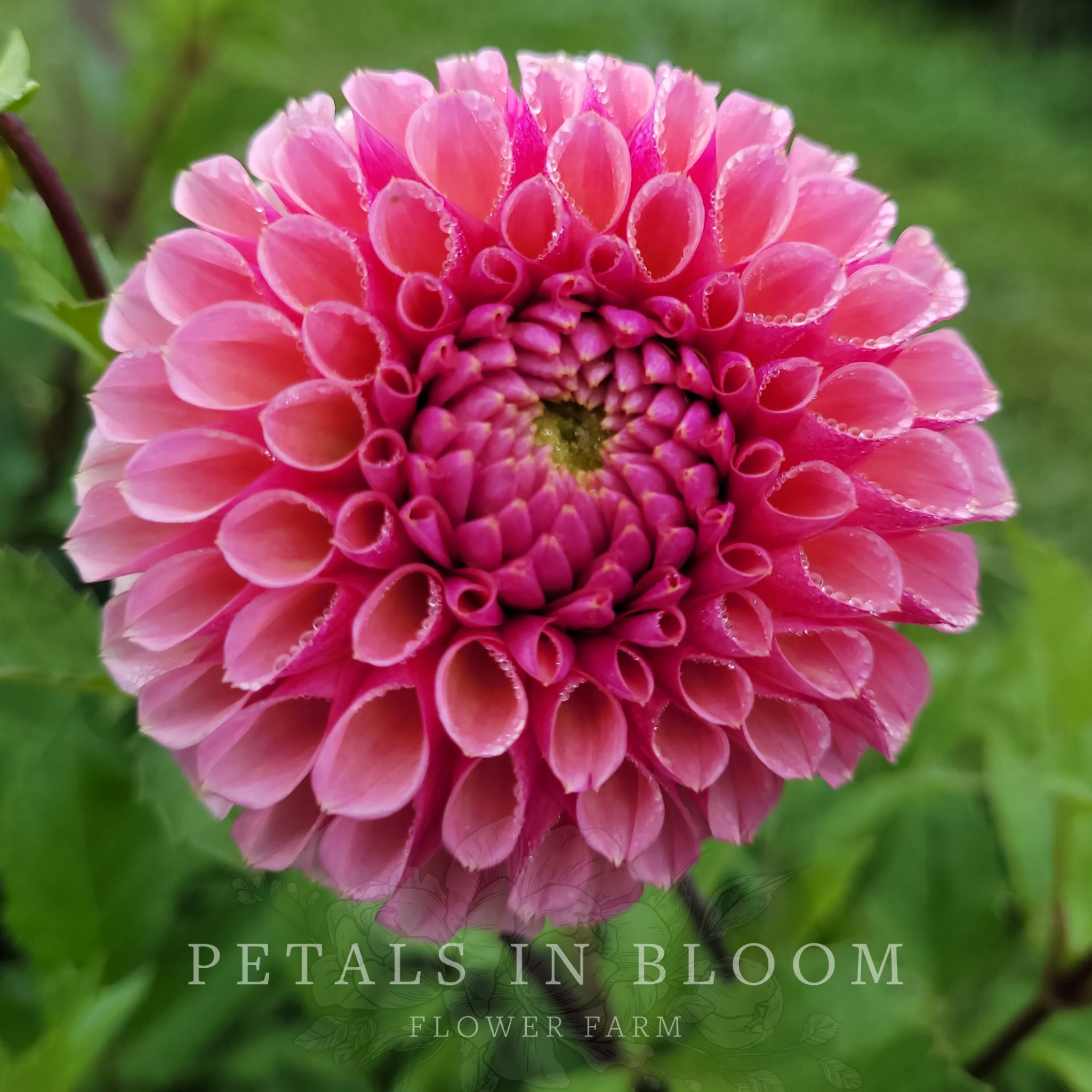 Bracken Rose Dahlia Tubers - Image 4