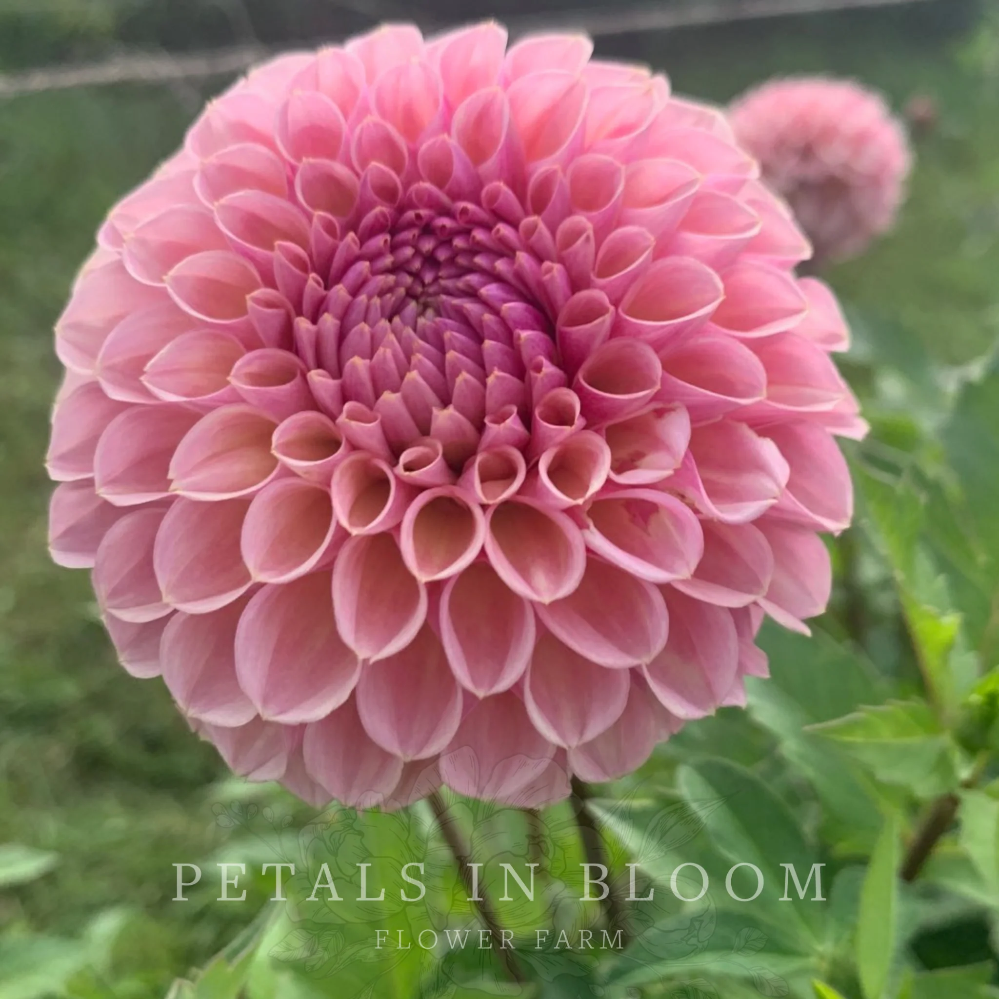 Bracken Rose Dahlia Tubers - Image 5