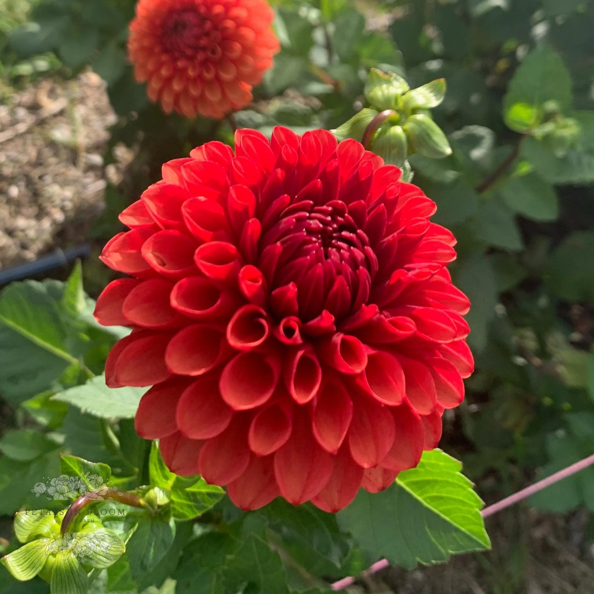 Brown Sugar Dahlia Tubers - Image 4