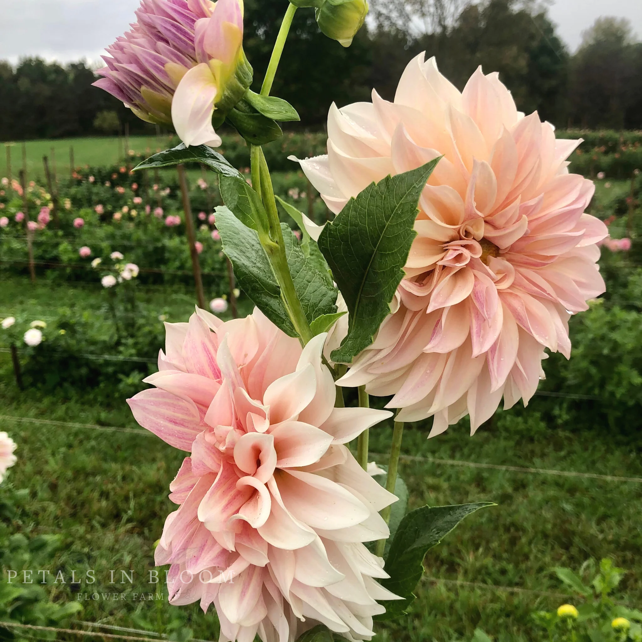 Cafe au Lait Dahlia Tubers - Image 3