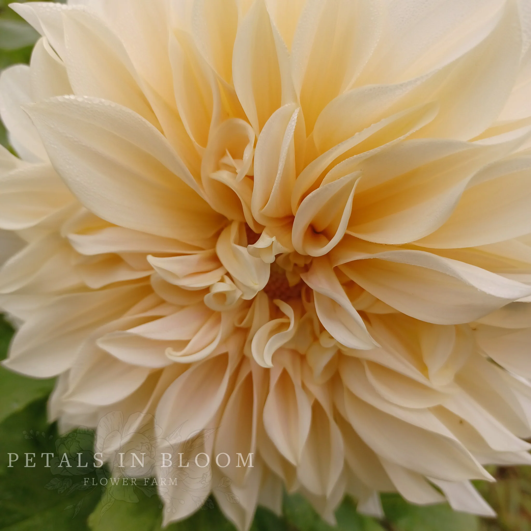 Cafe au Lait Dahlia Tubers - Image 4