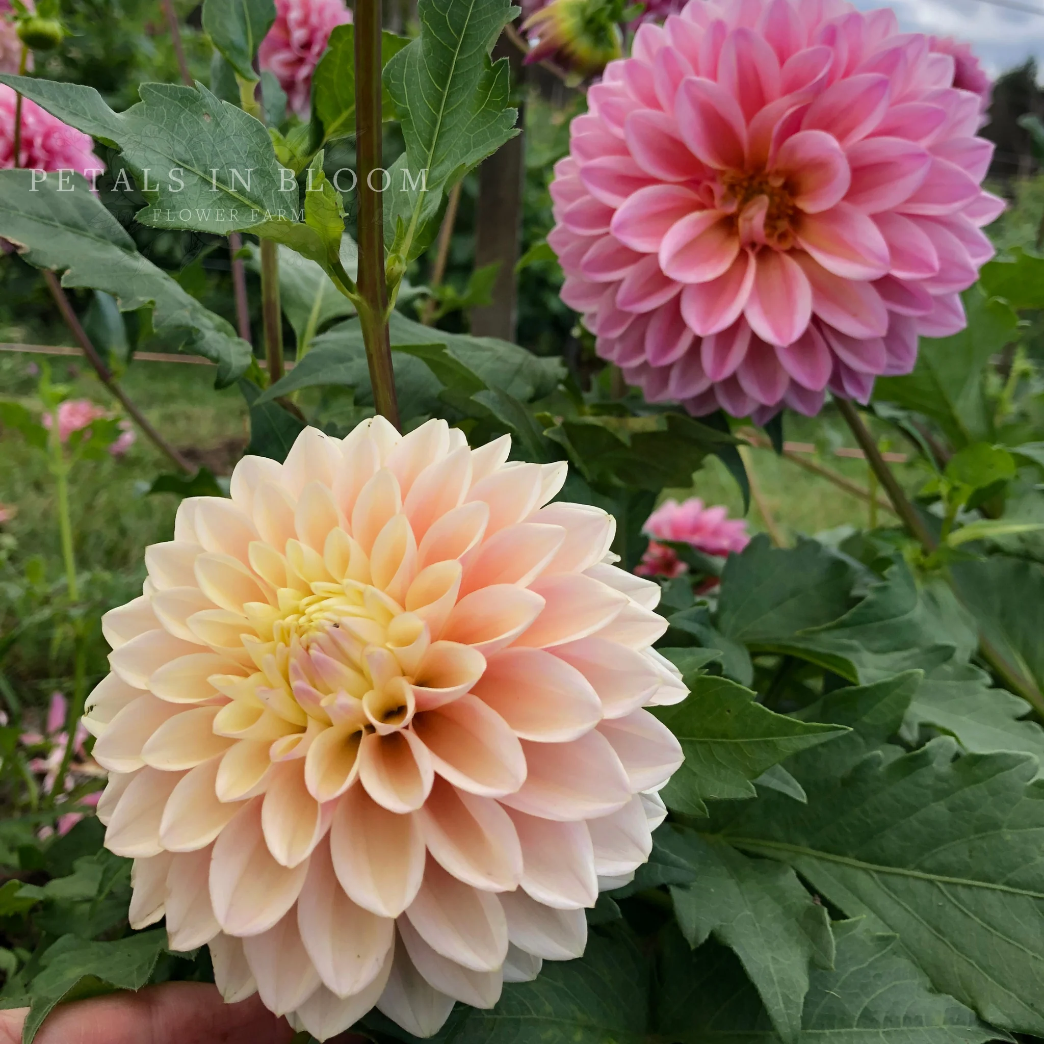 Coralie Dahlia Tubers - Image 3