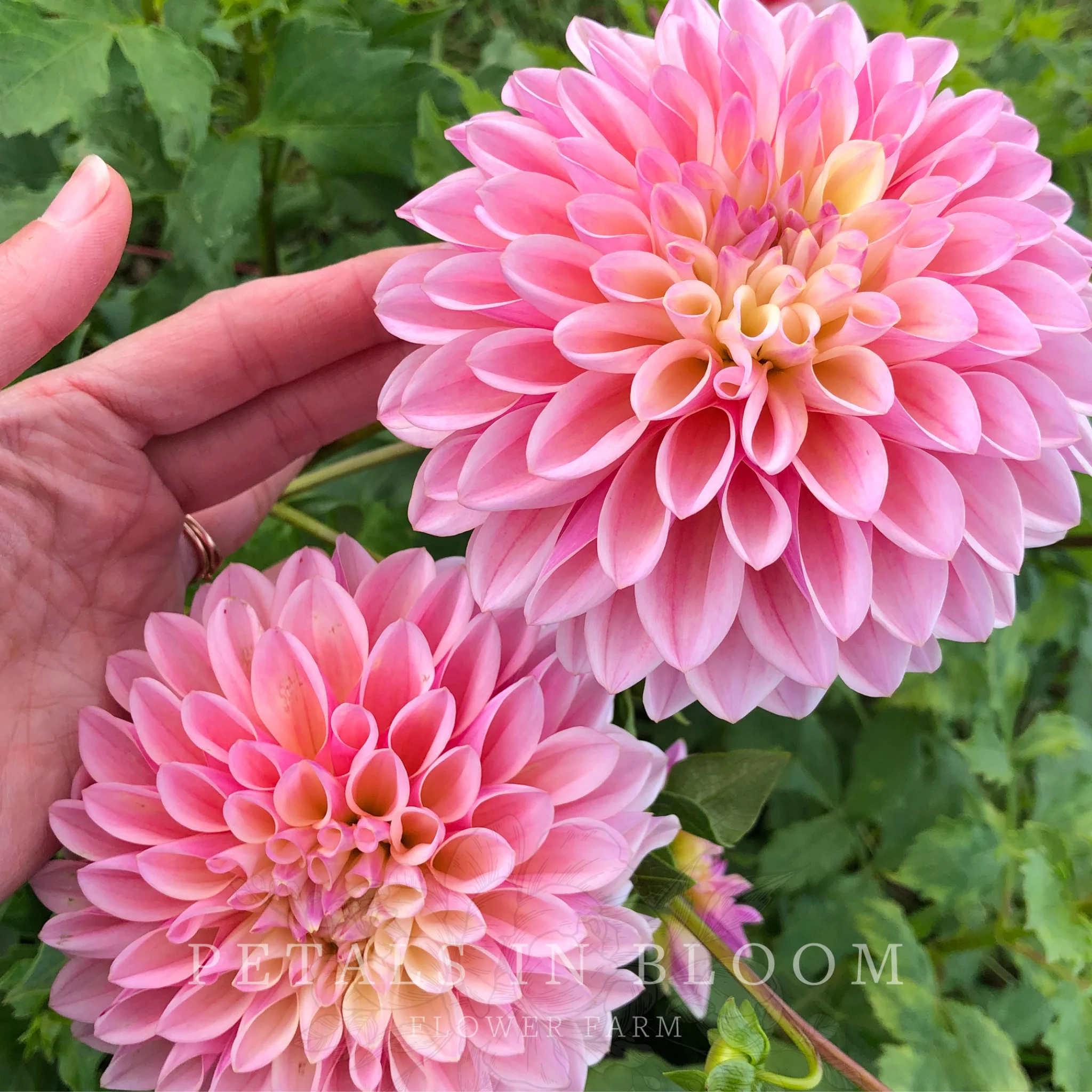 Coralie Dahlia Tubers - Image 4