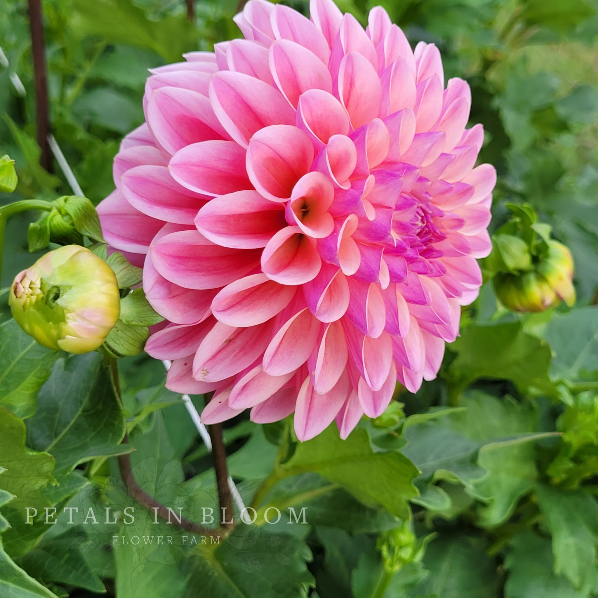 Coralie Dahlia Tubers - Image 5