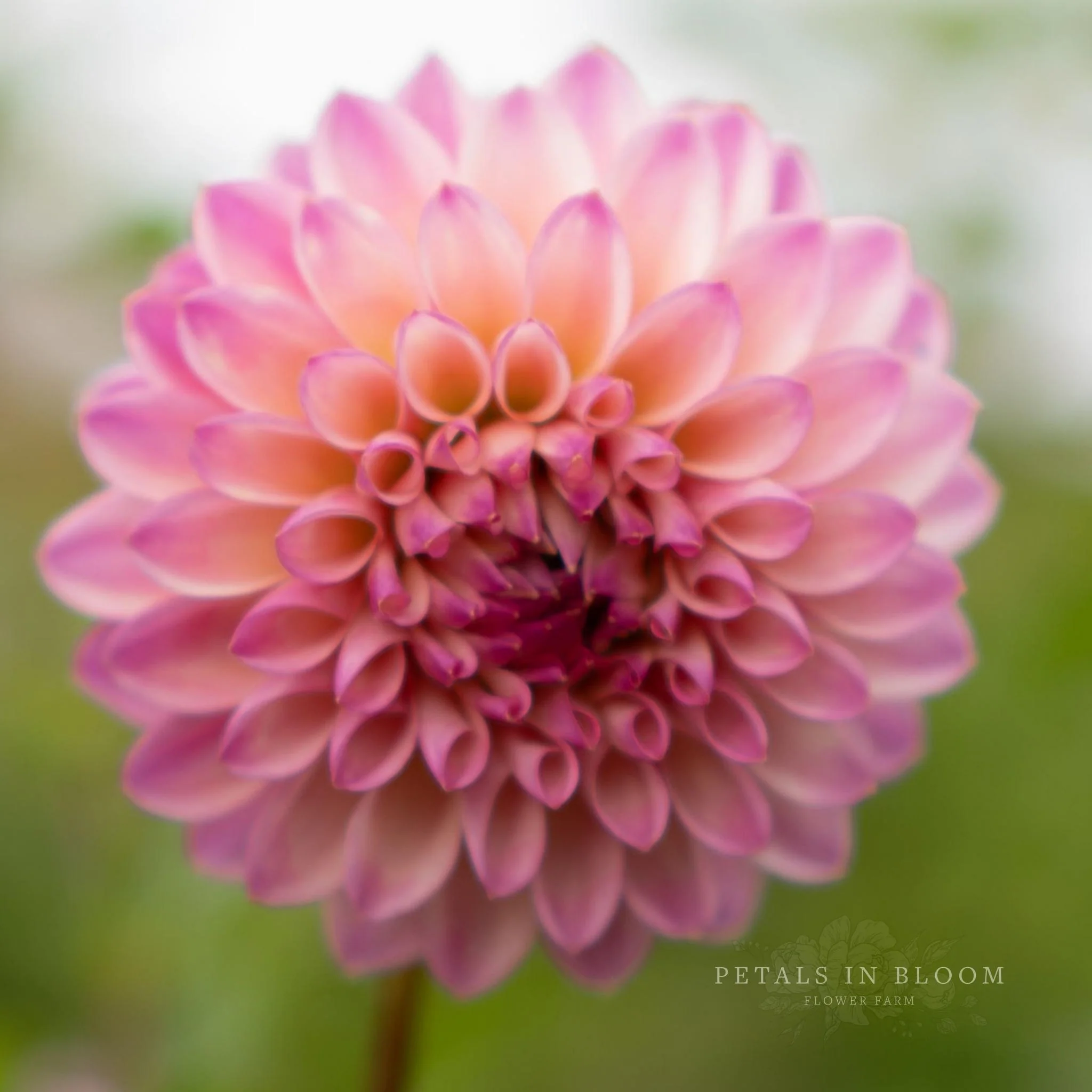 Coralie Dahlia Tubers - Image 6