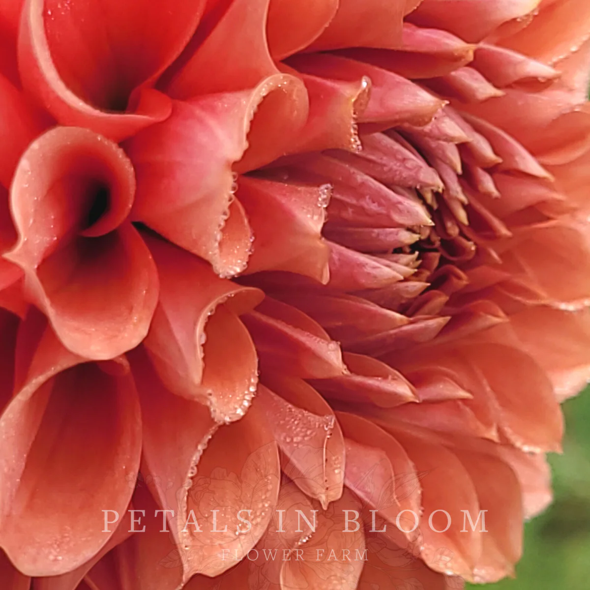 Cornel Bronze Dahlia Tubers - Image 3