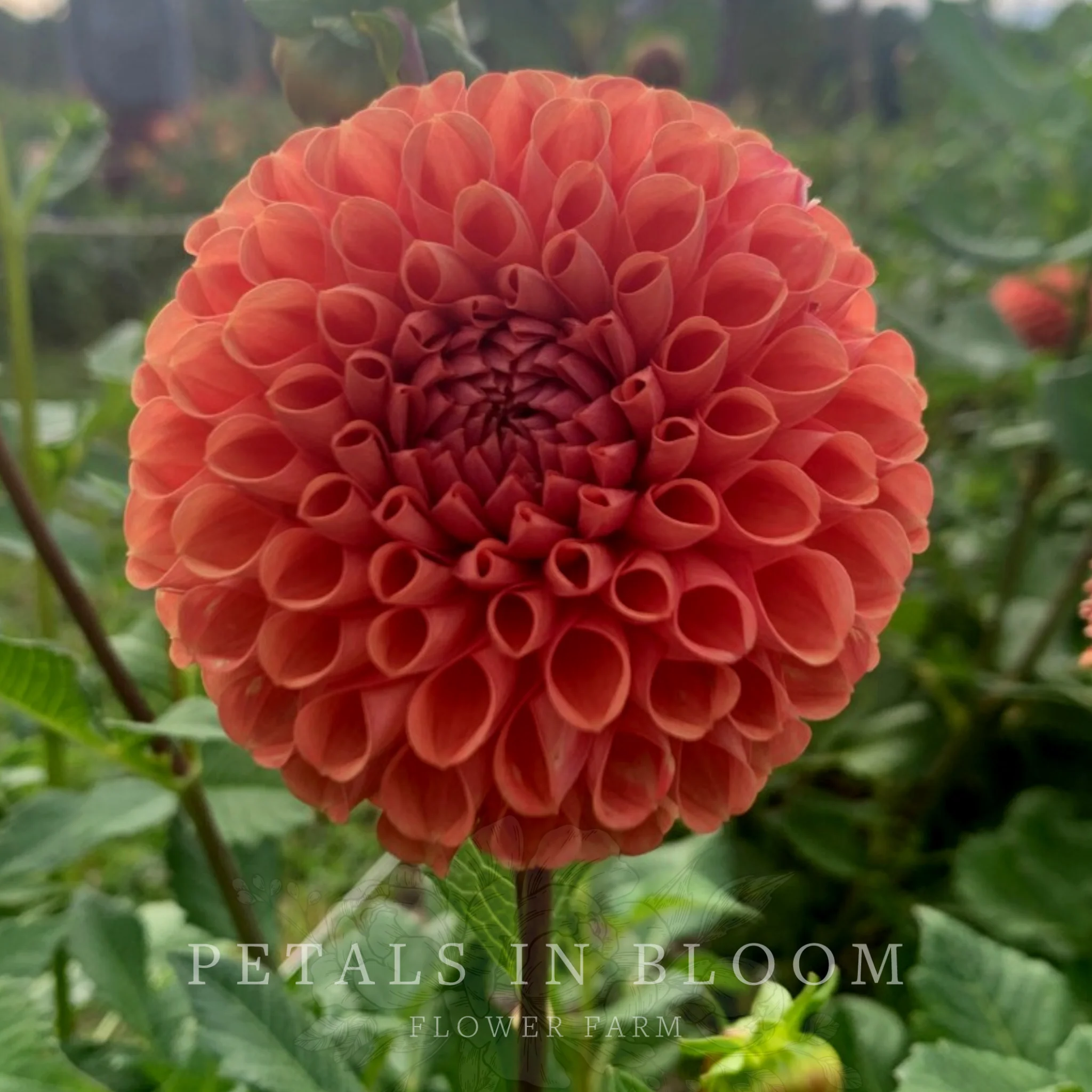 Cornel Bronze Dahlia Tubers - Image 4