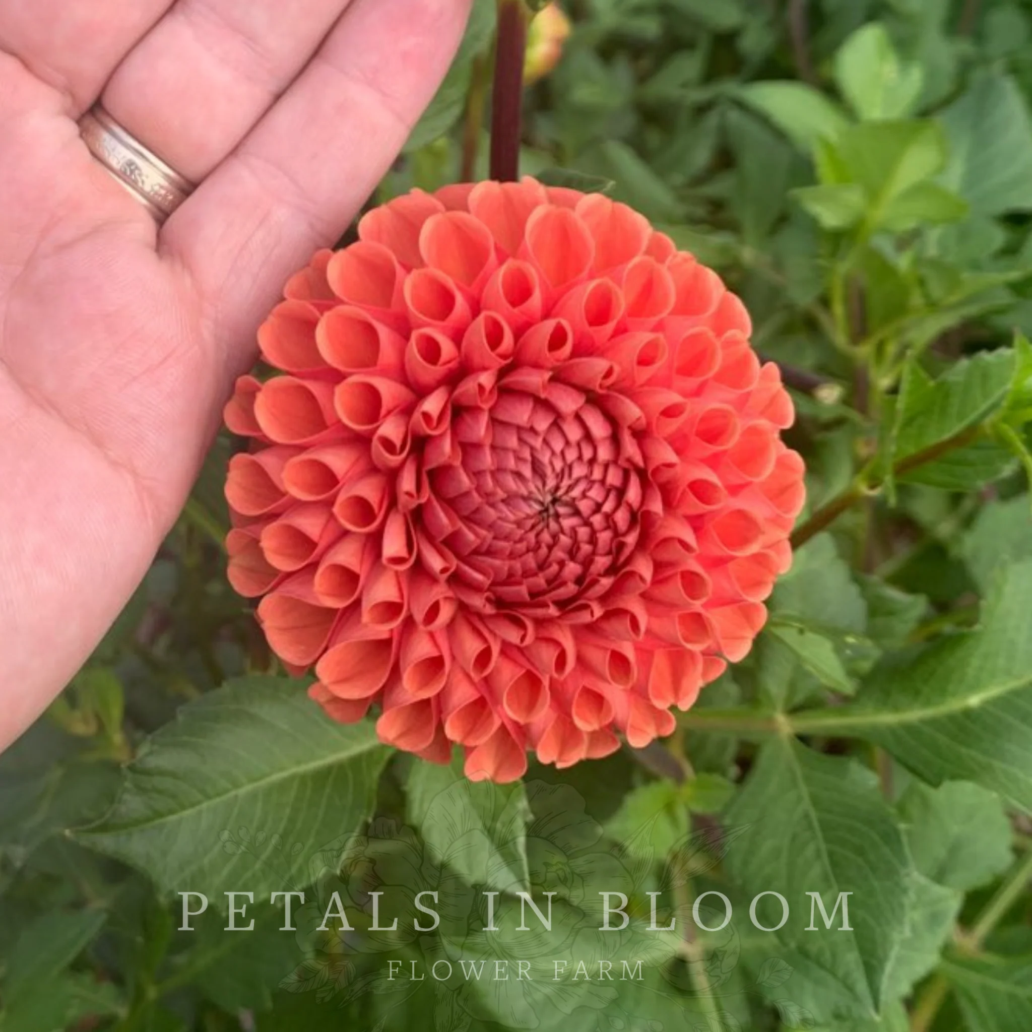 Cornel Bronze Dahlia Tubers - Image 5