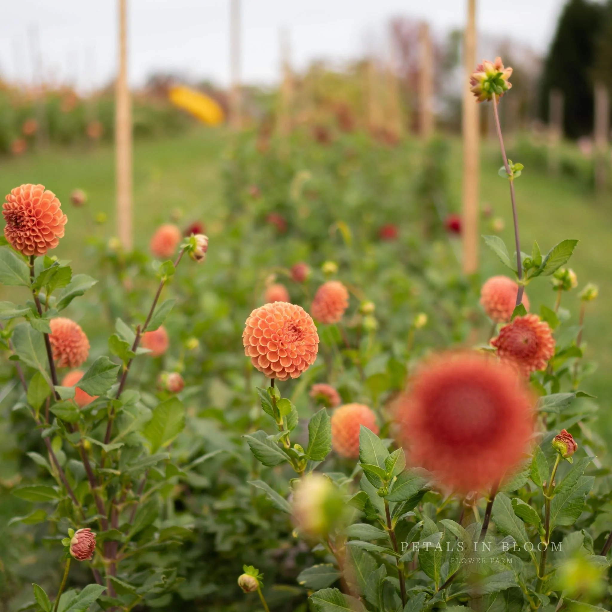 Cornel Bronze Dahlia Tubers - Image 6