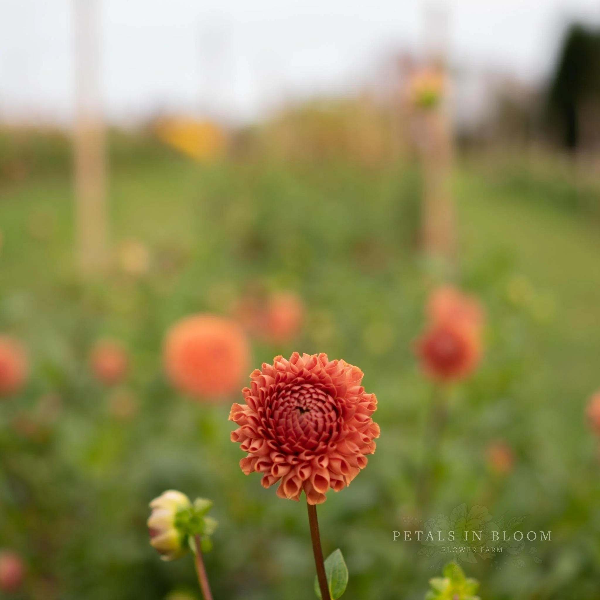 Cornel Bronze Dahlia Tubers - Image 7