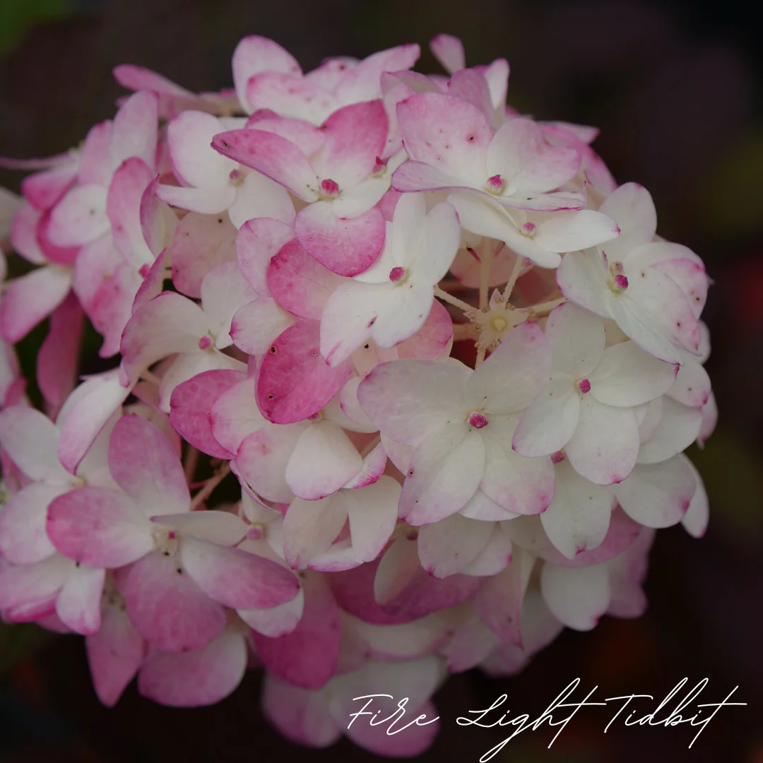 Fire Light Tidbit Hydrangea - Image 3