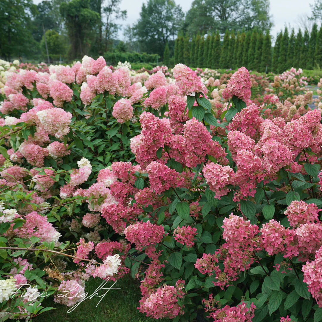 Fire Light Hydrangea - Image 3