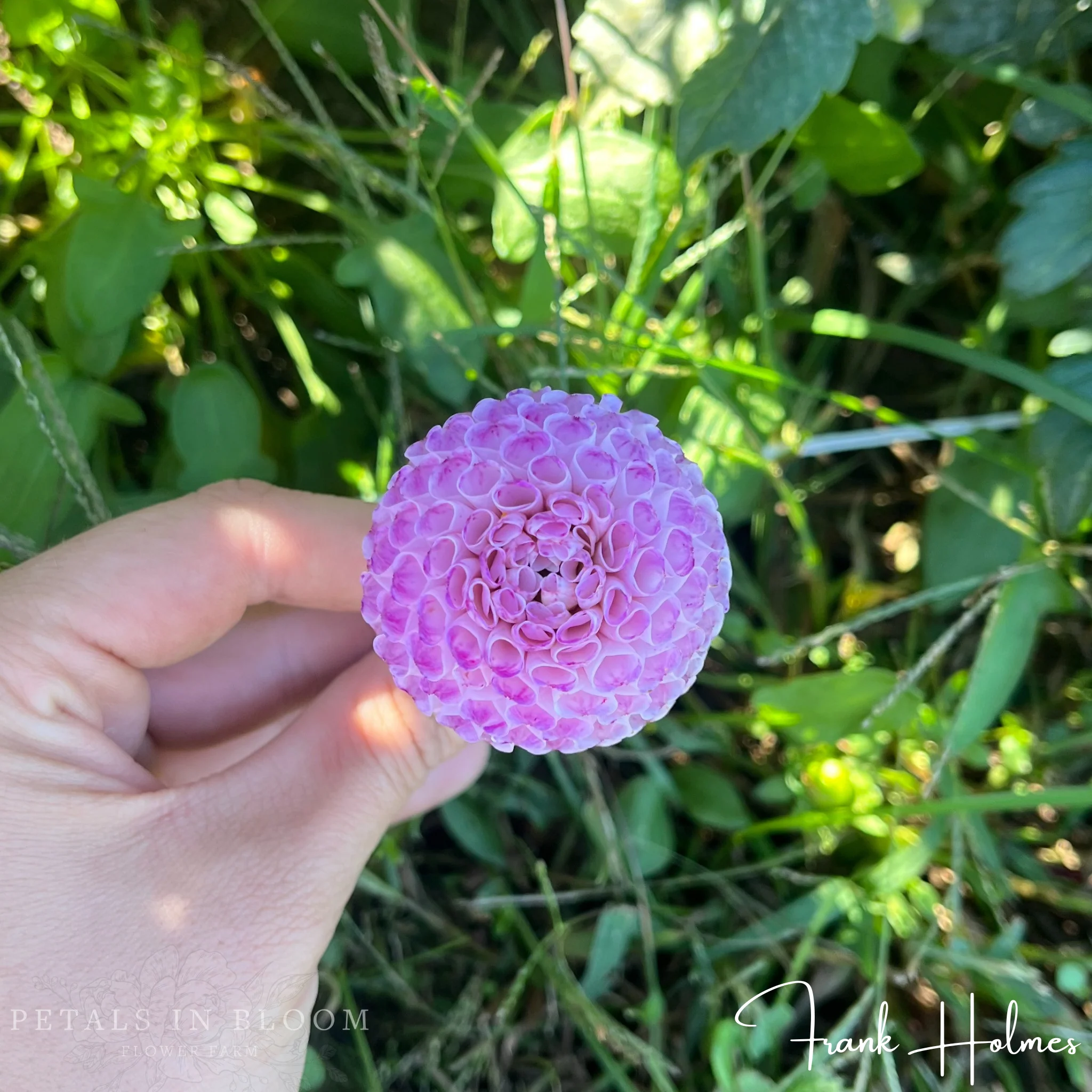 Frank Holmes Dahlia Tubers - Image 3