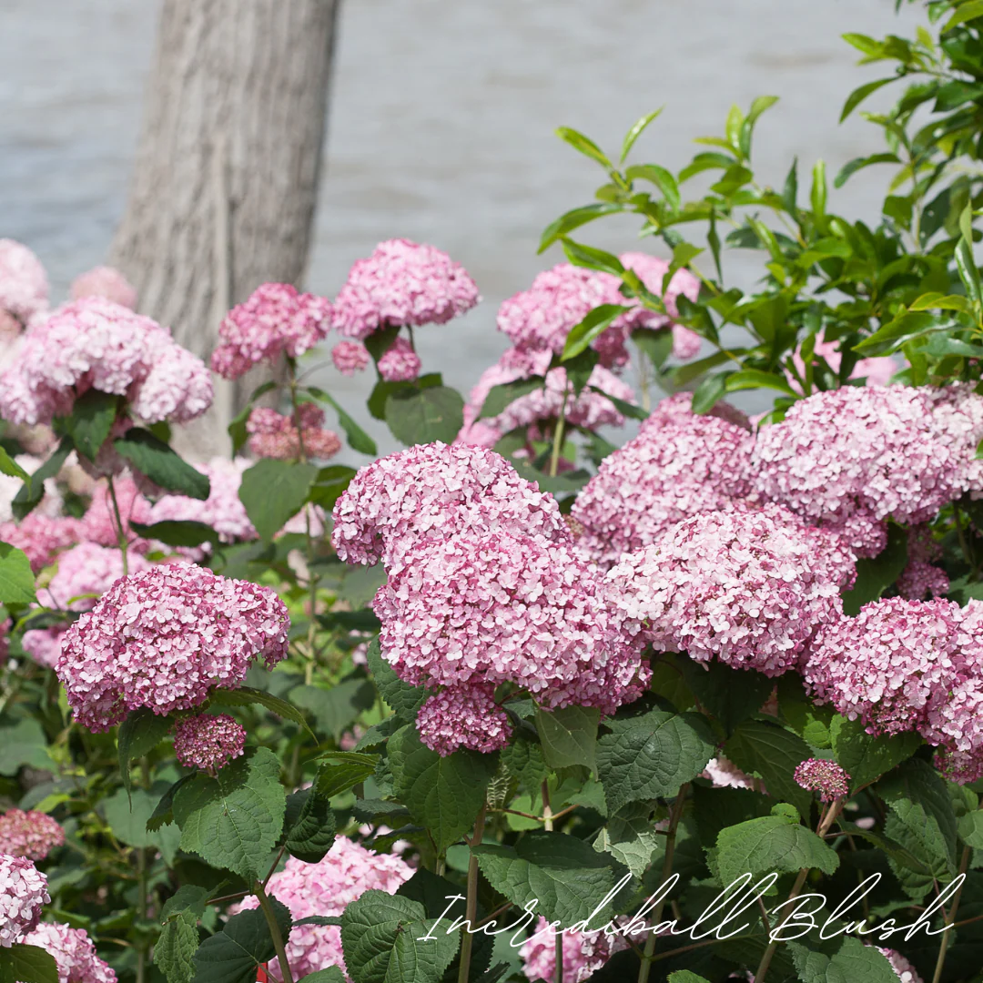Incrediball Blush Hydrangea - Image 3