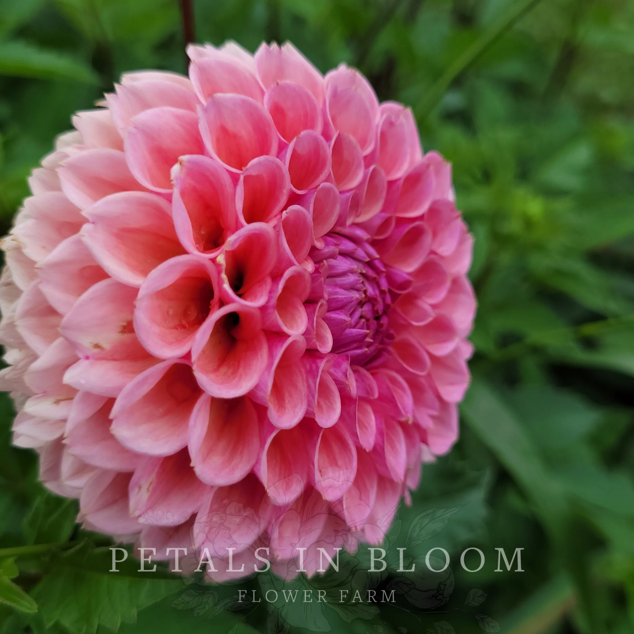 Jowey Winnie Dahlia Tubers - Image 3