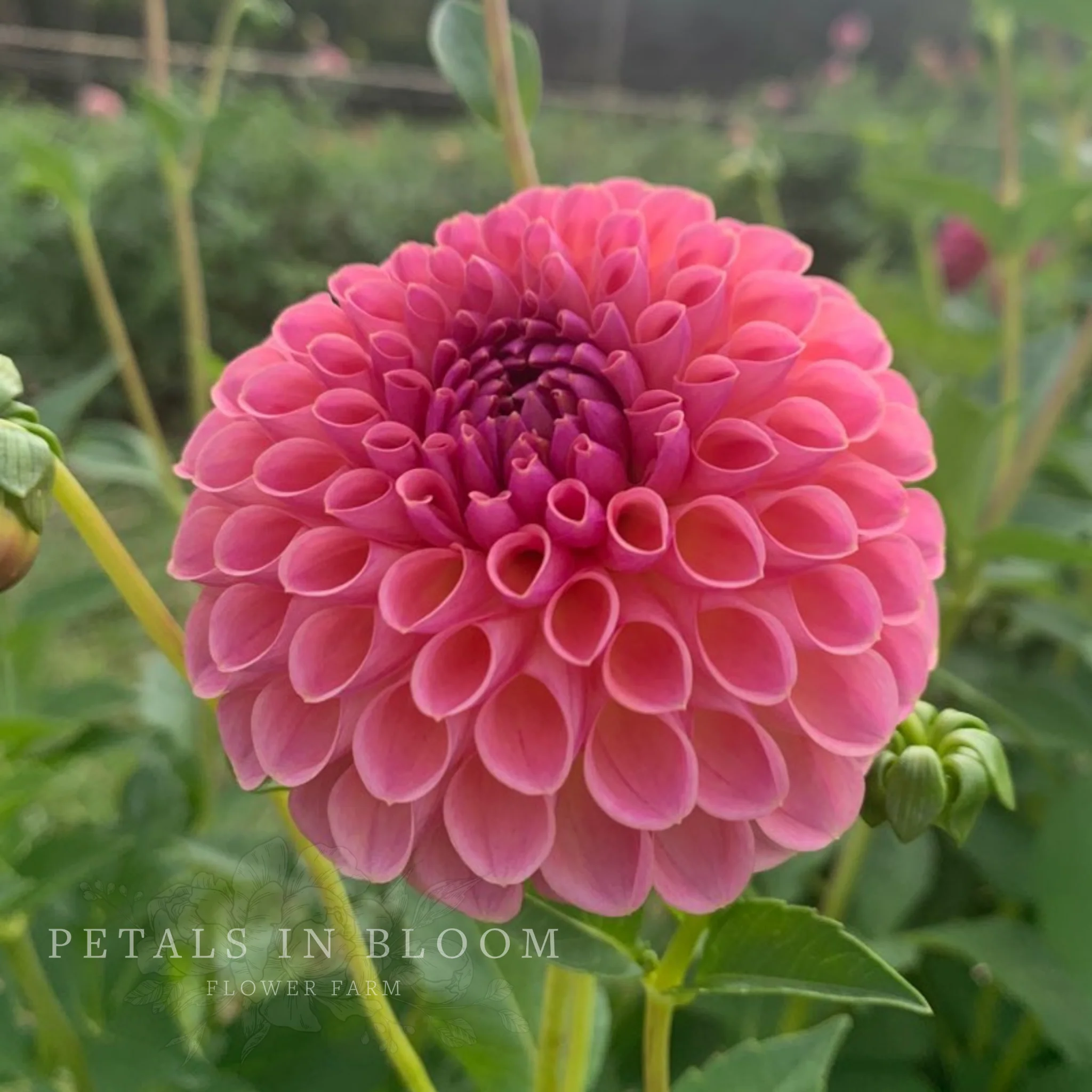 Jowey Winnie Dahlia Tubers - Image 4