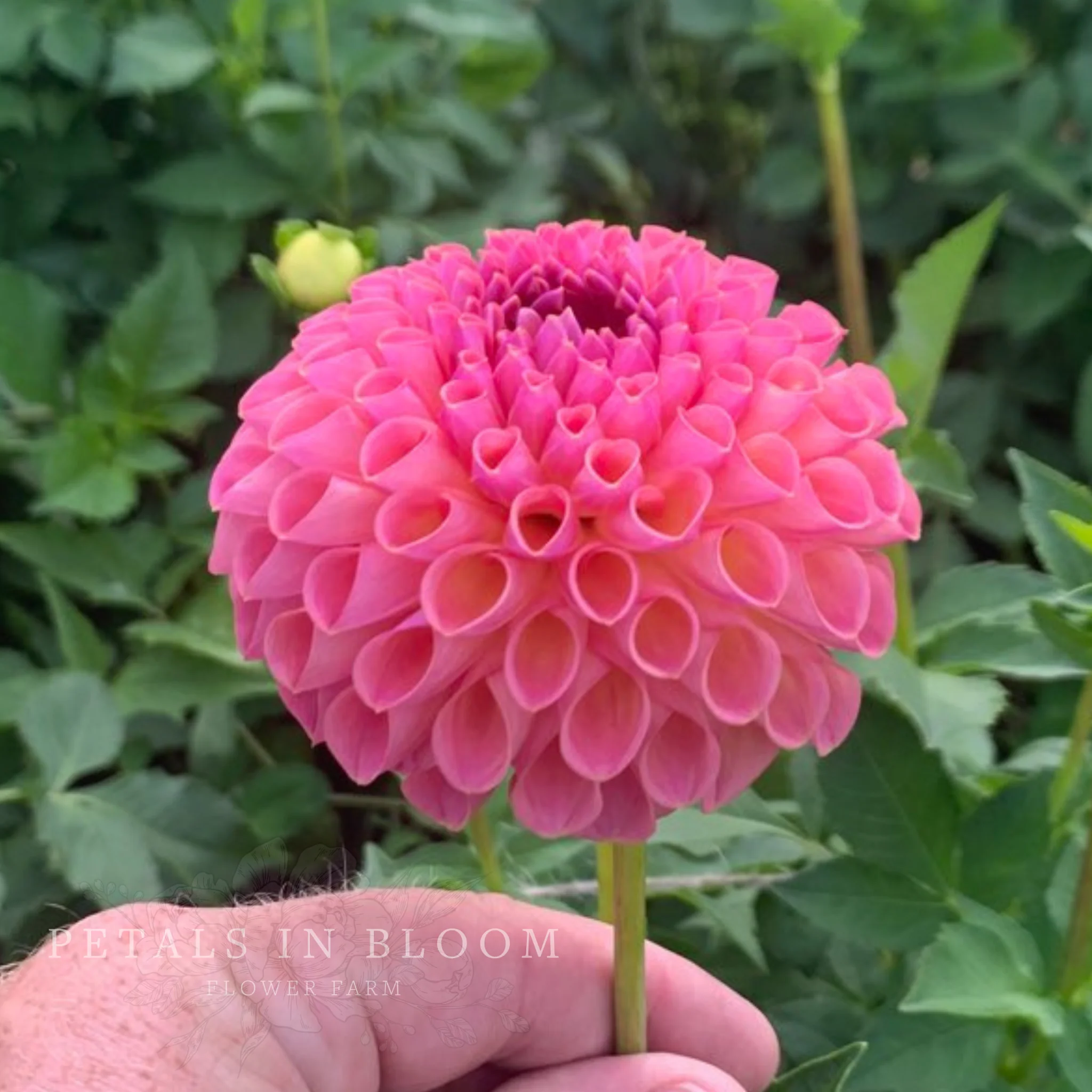 Jowey Winnie Dahlia Tubers - Image 5