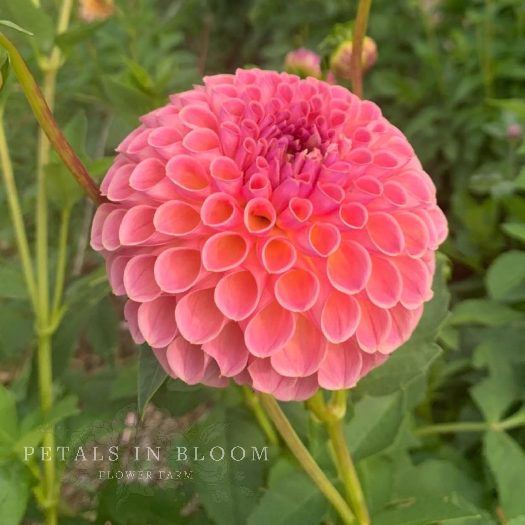 Jowey Winnie Dahlia Tubers - Image 6