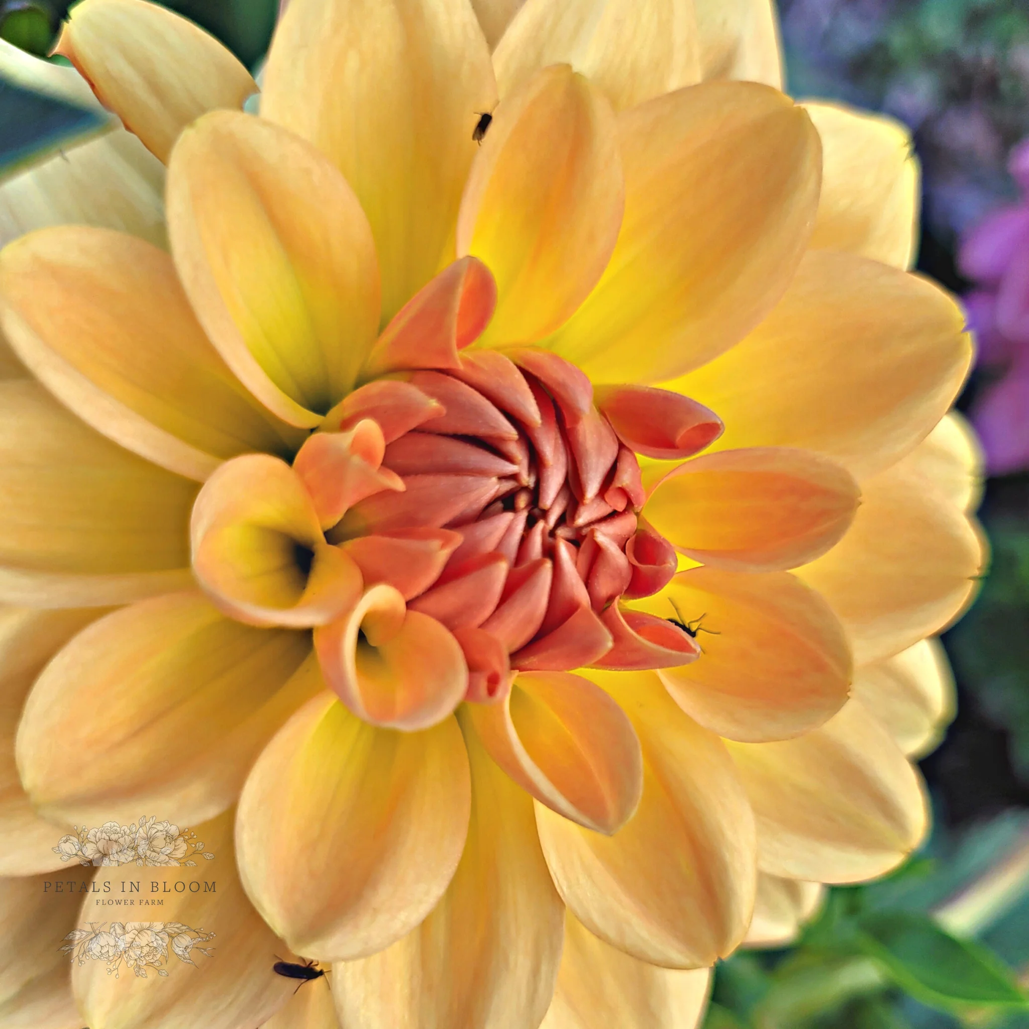 Karma Gold Dahlia Tuber - Image 3