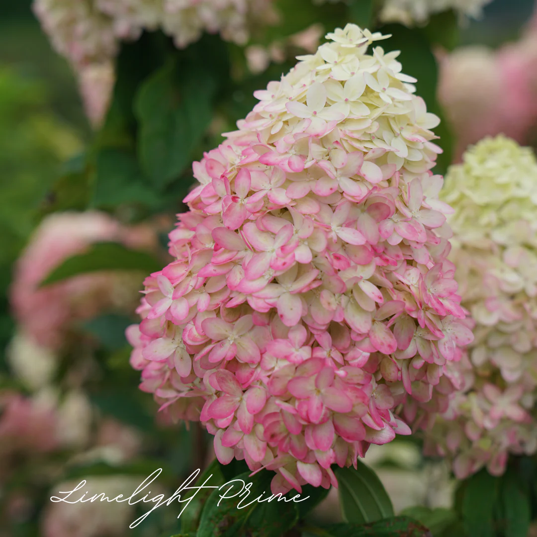 Limelight Prime Hydrangea - Image 3