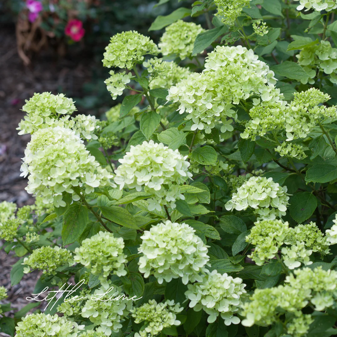 Little Lime Hydrangea - Image 3
