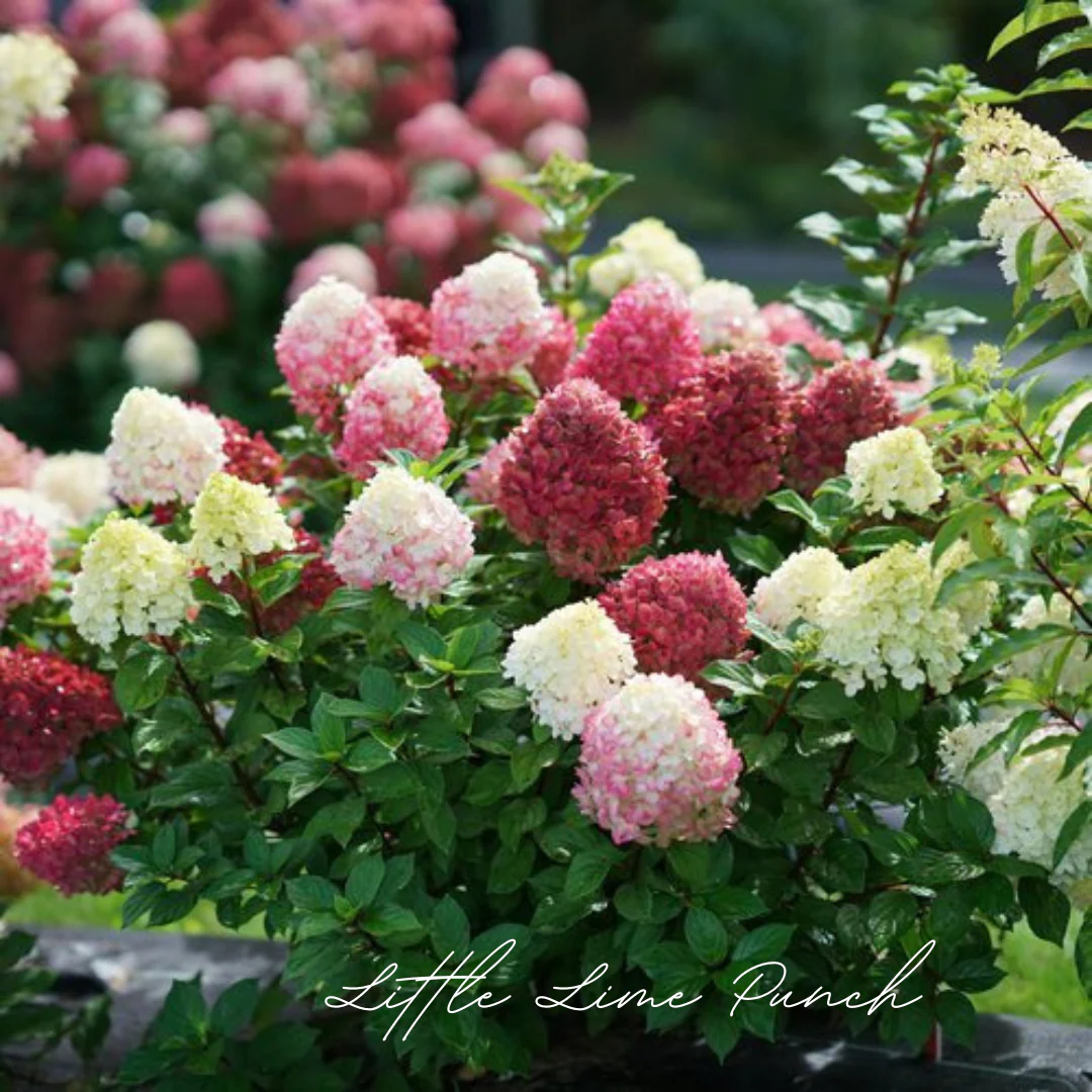 Hydrangea Sale