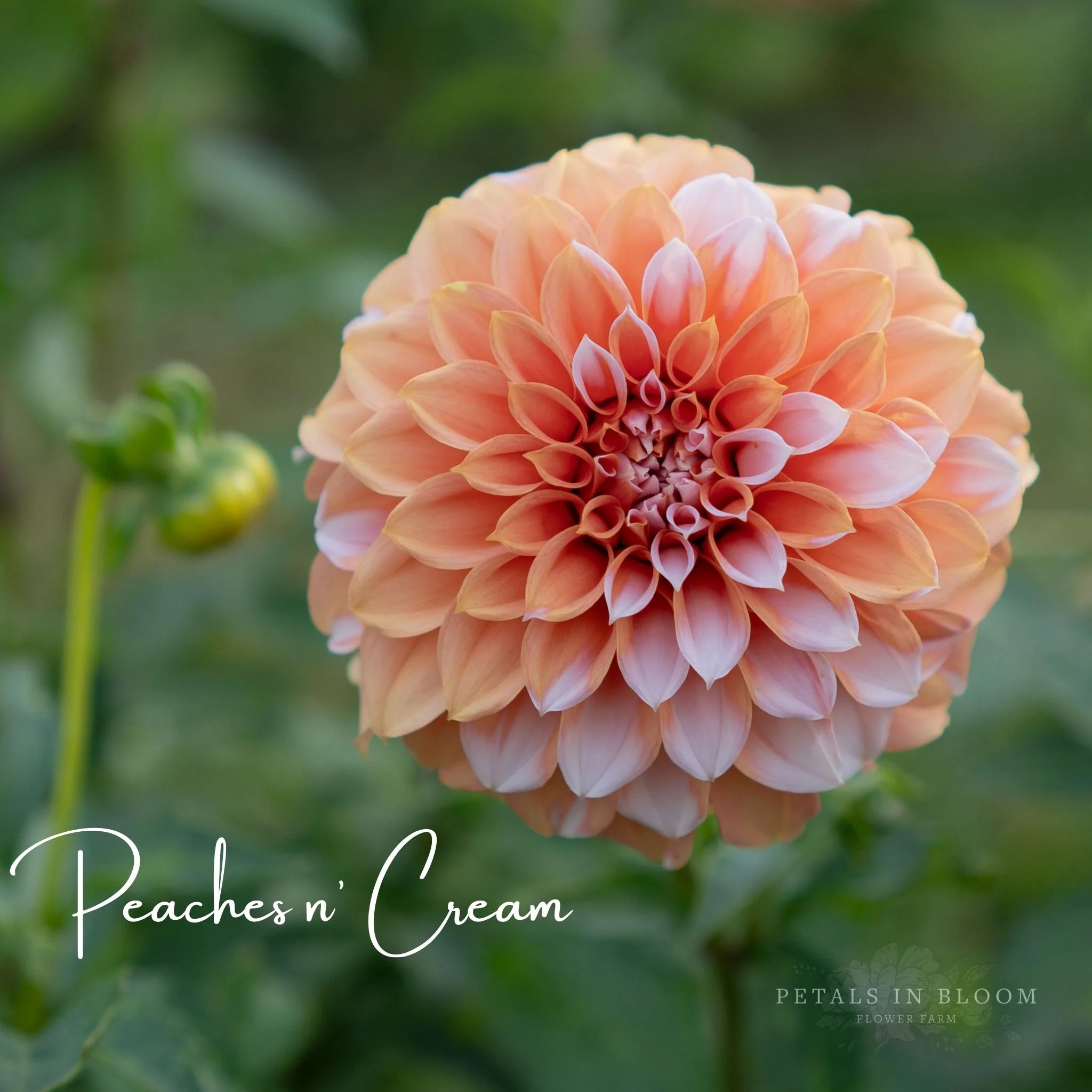 Peaches N' Cream Dahlia Tubers - Image 10