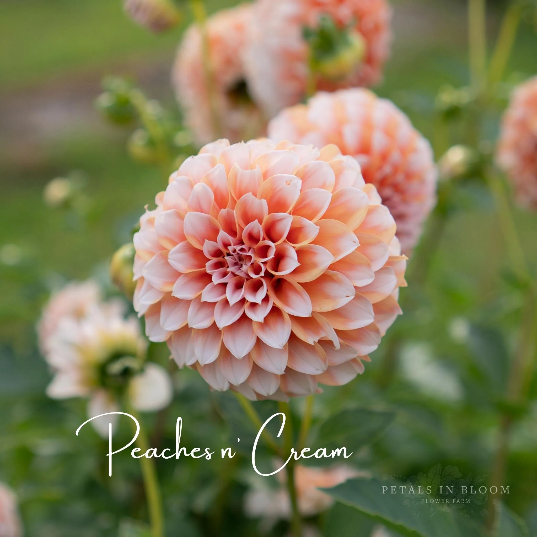 Peaches N' Cream Dahlia Tubers - Image 11