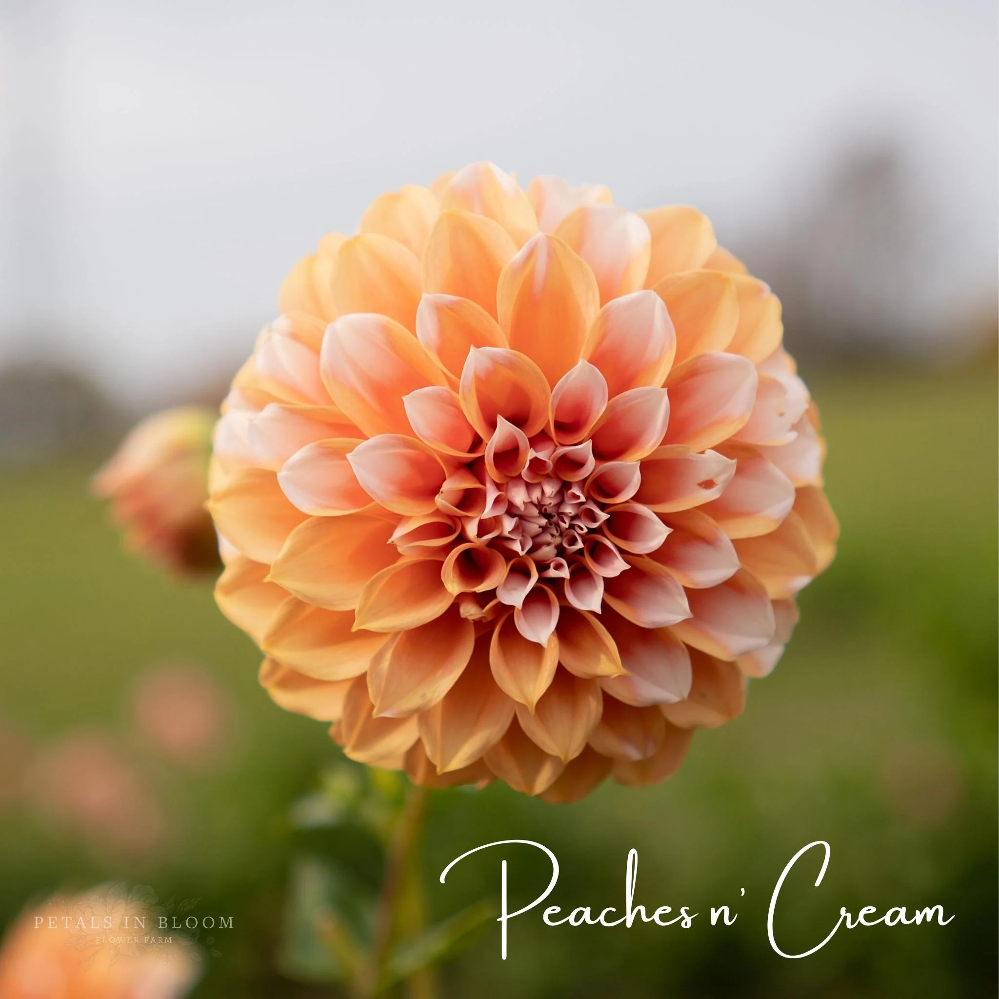 Peaches N' Cream Dahlia Tubers - Image 3