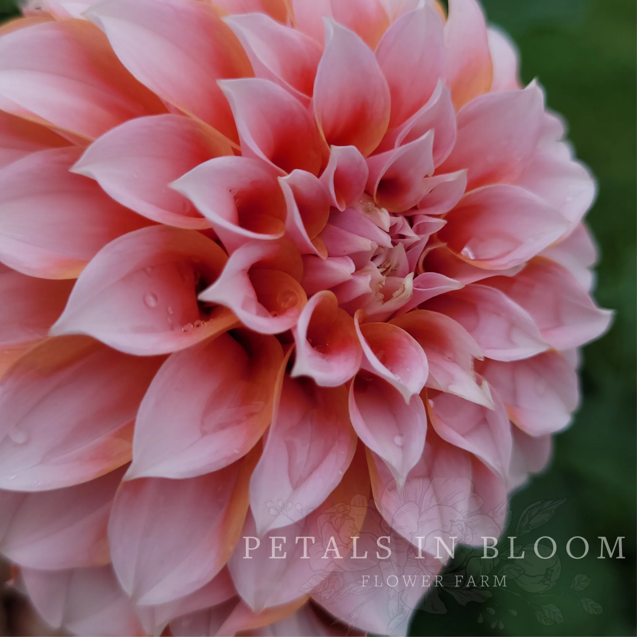 Peaches N' Cream Dahlia Tubers - Image 4