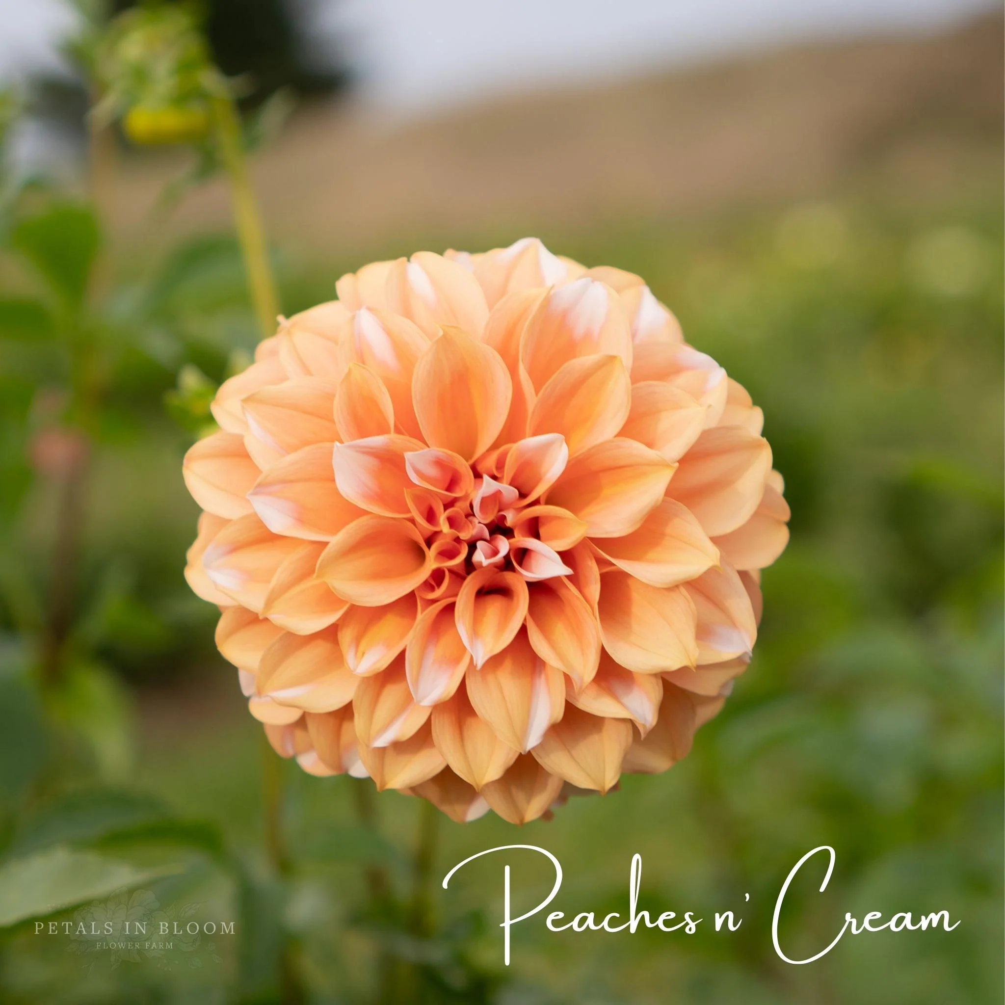Peaches N' Cream Dahlia Tubers - Image 6