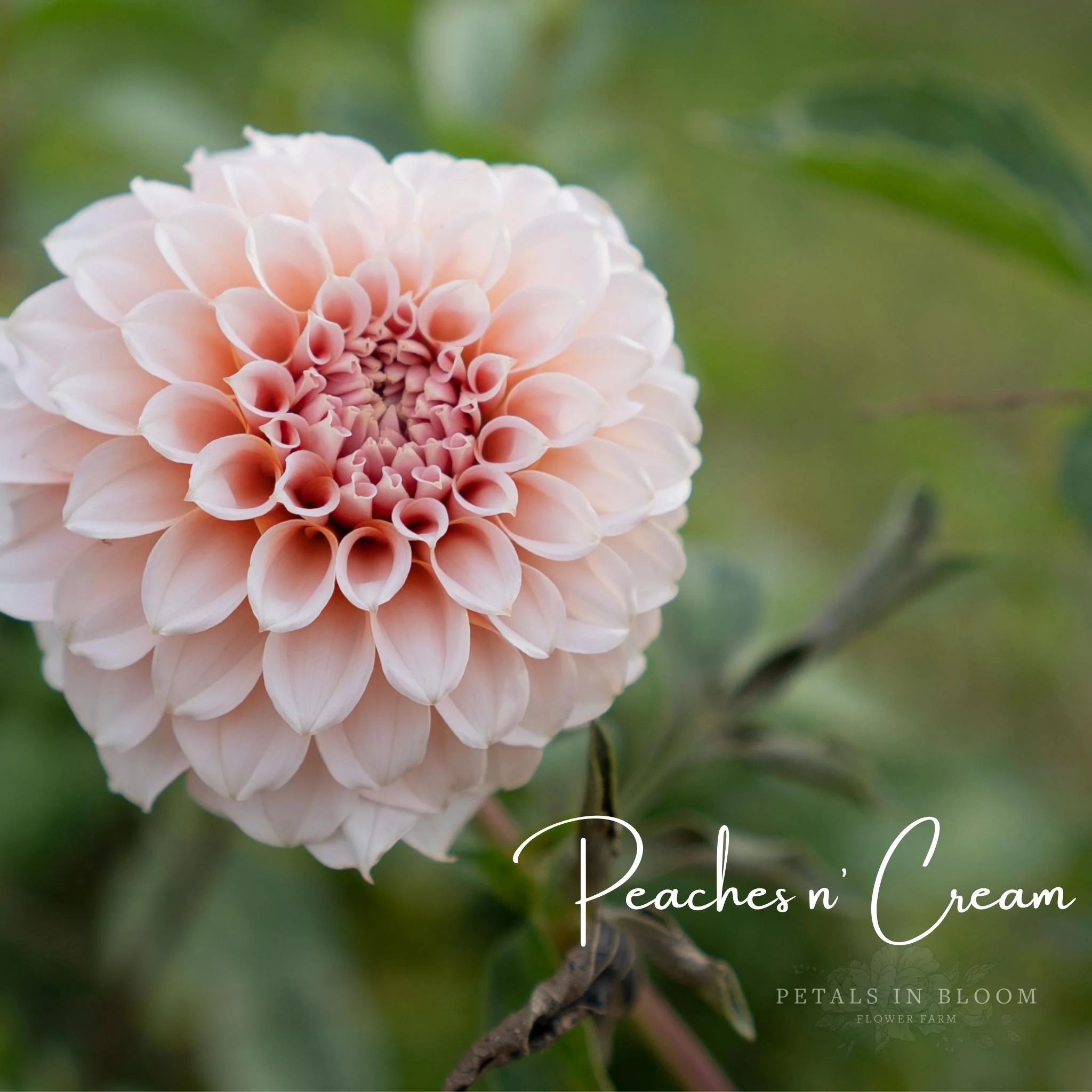 Peaches N' Cream Dahlia Tubers - Image 7