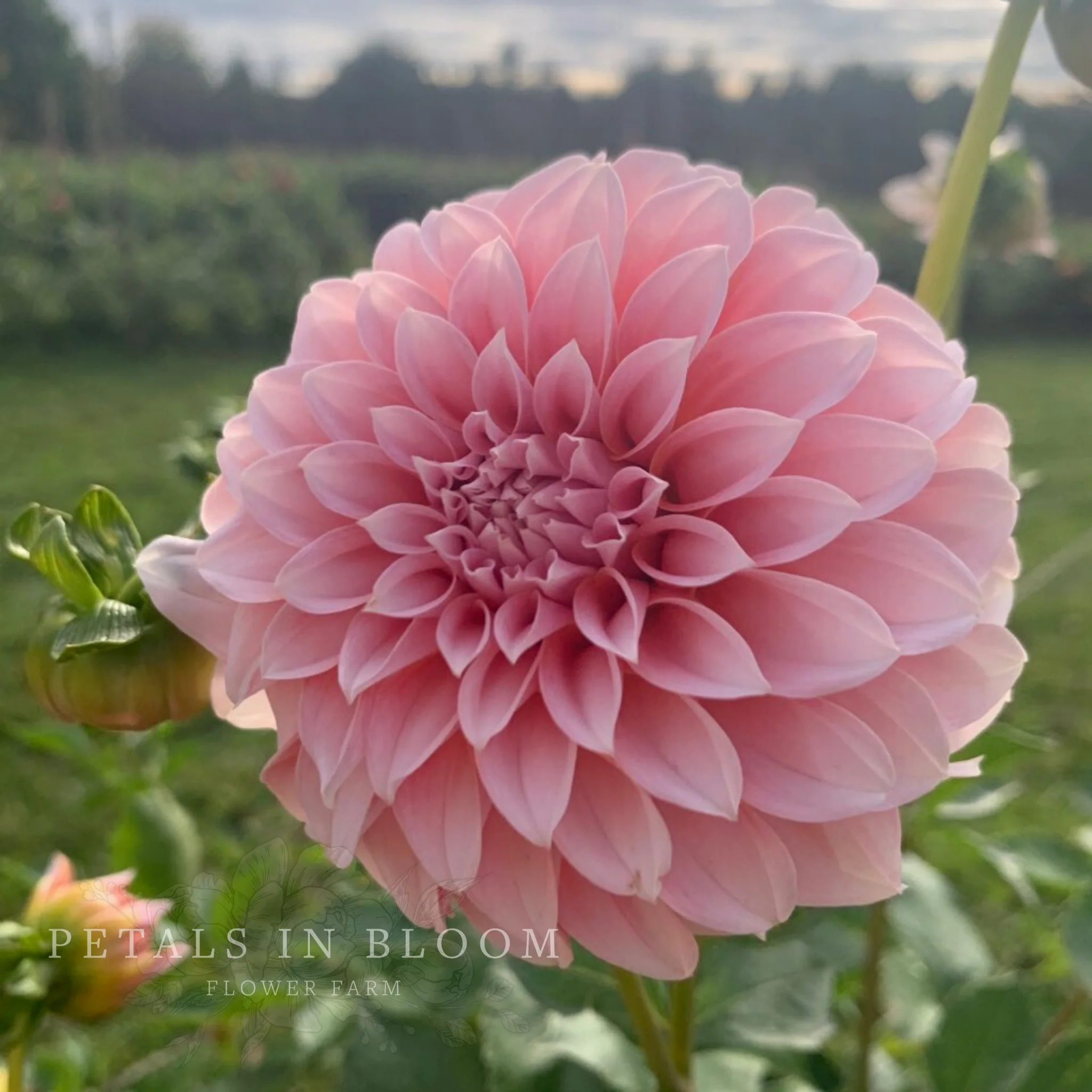 Peaches N' Cream Dahlia Tubers - Image 9