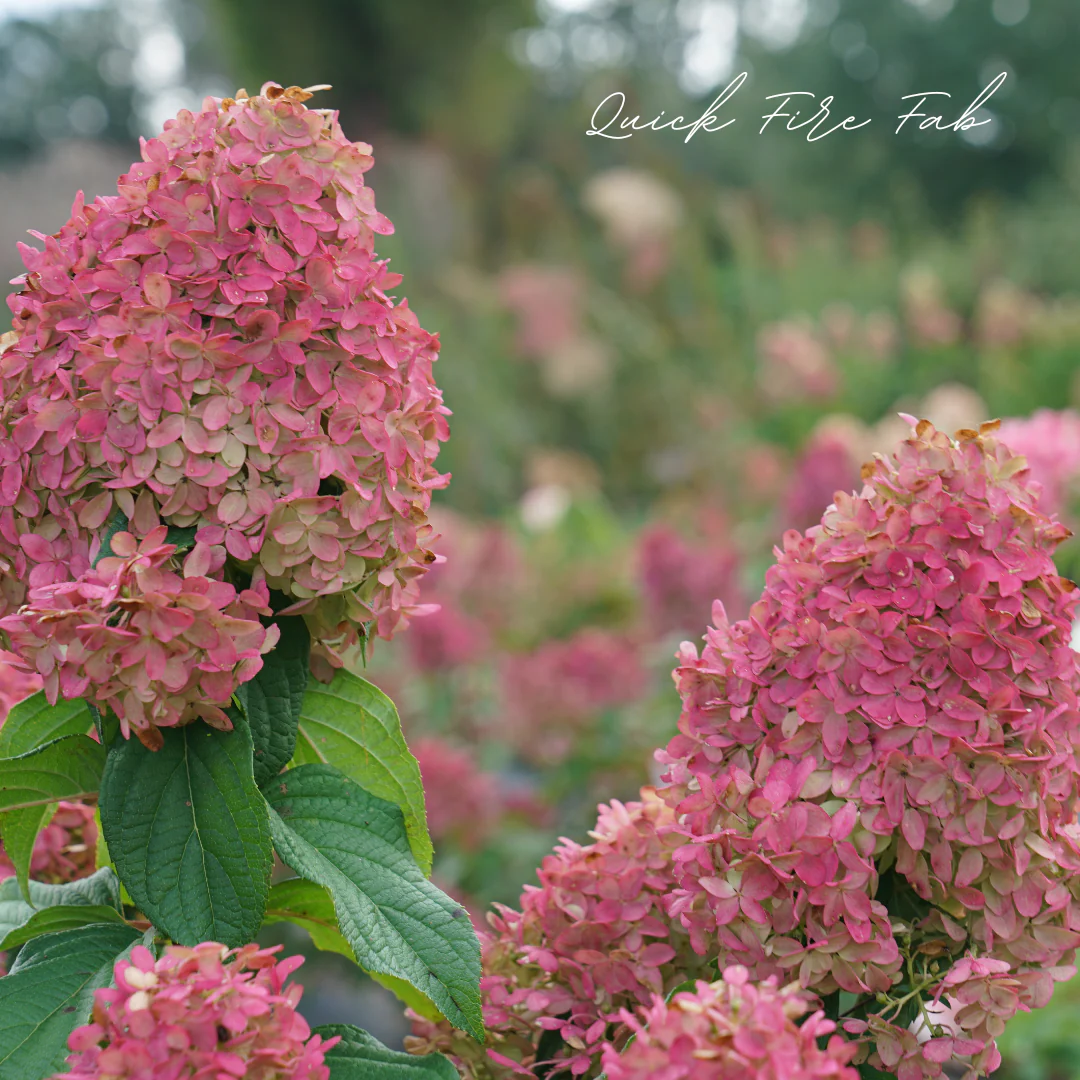 Quick Fire Fab Hydrangeas - Image 3