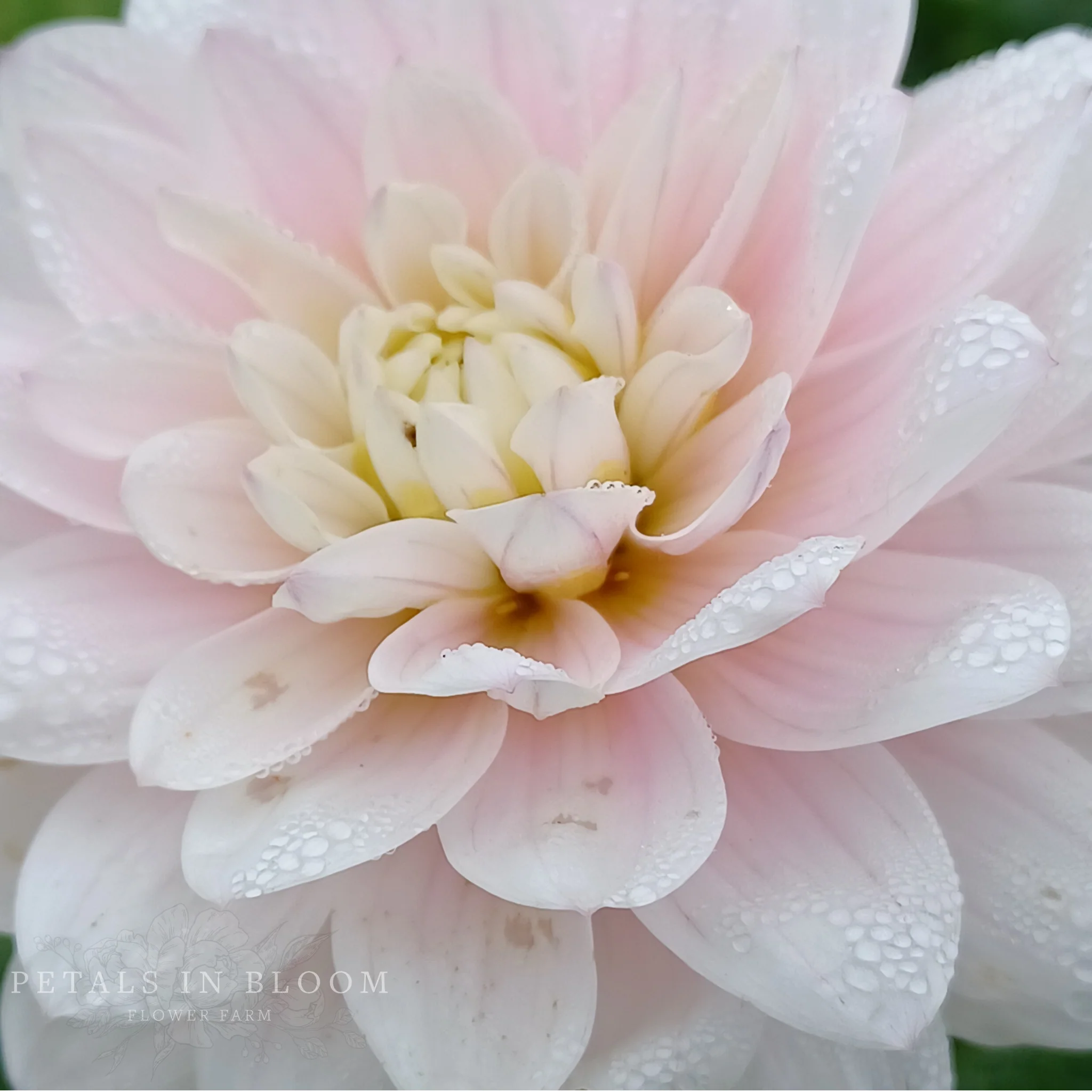 Sweet Nathalie Dahlia Tubers - Image 3