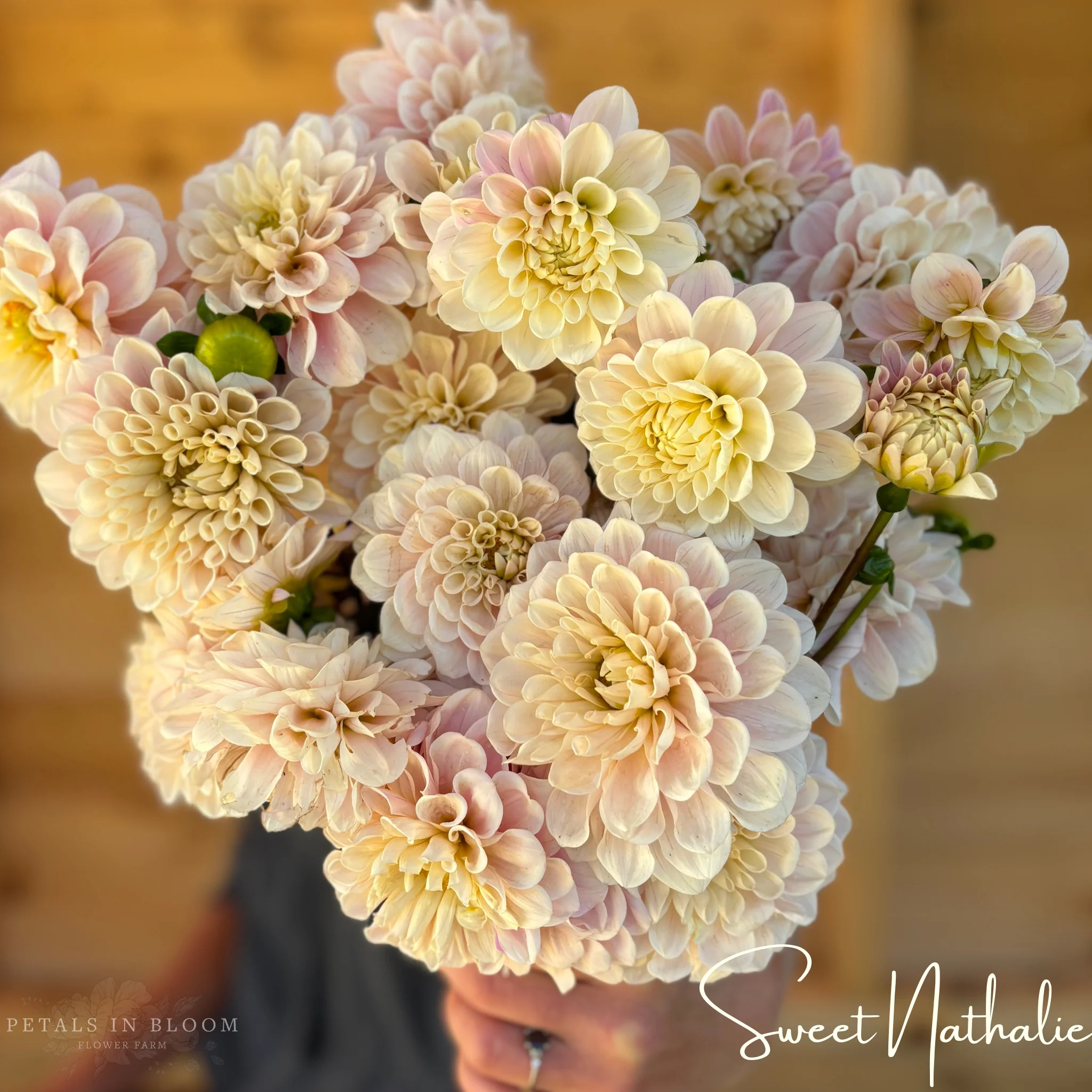 Sweet Nathalie Dahlia Tubers - Image 4