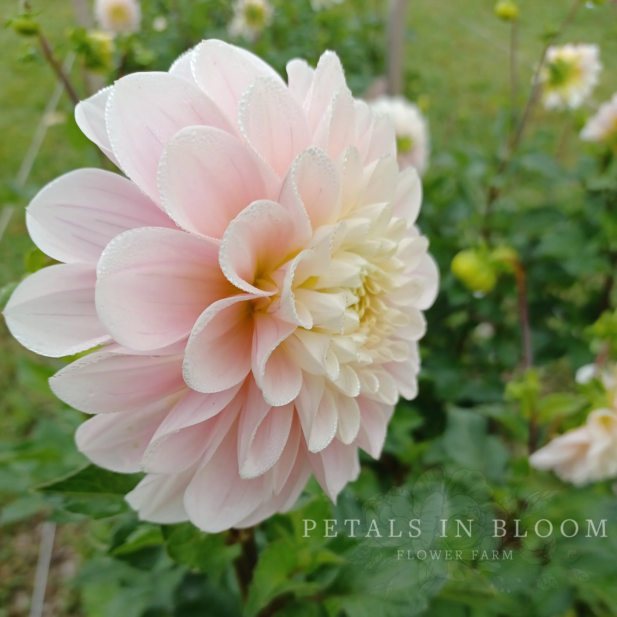 Sweet Nathalie Dahlia Tubers - Image 5