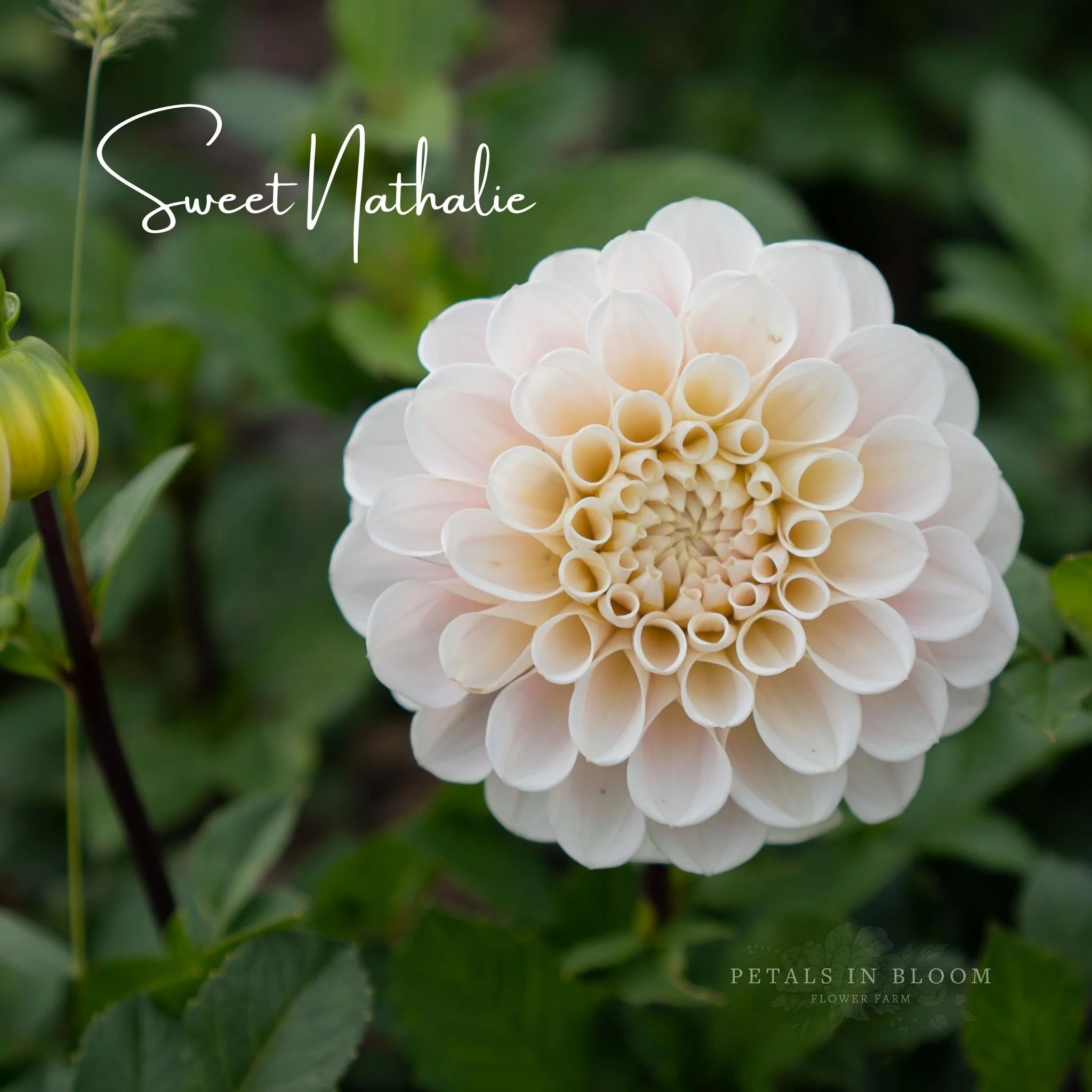 Sweet Nathalie Dahlia Tubers - Image 6