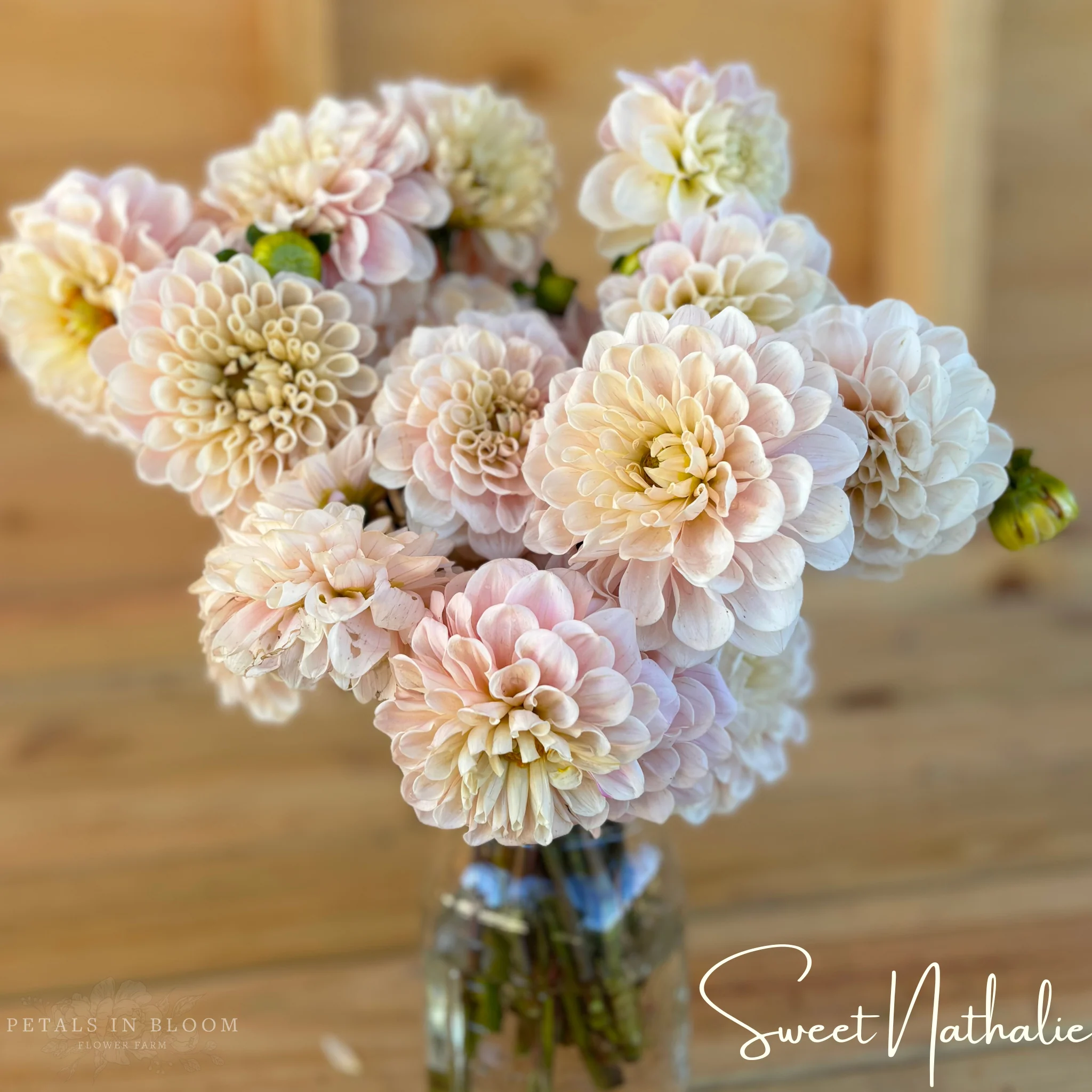Sweet Nathalie Dahlia Tubers - Image 7