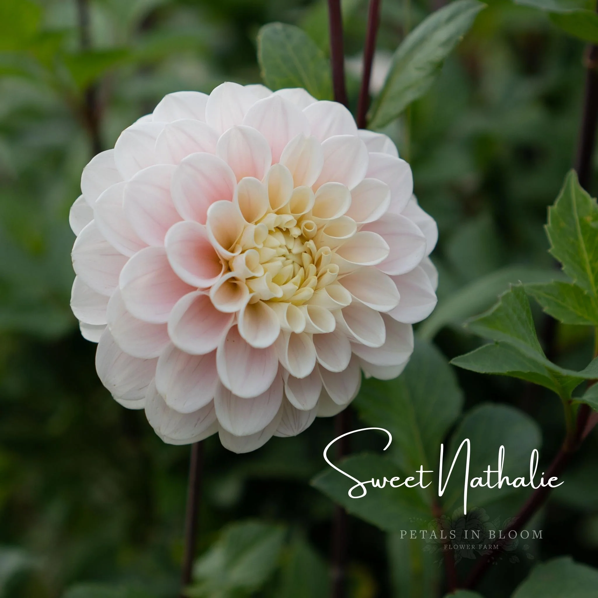 Sweet Nathalie Dahlia Tubers - Image 8