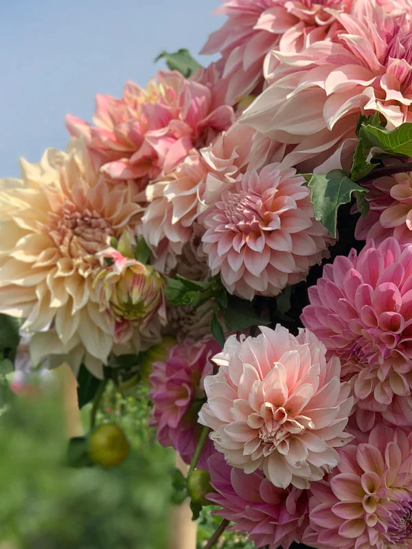 U-Pick Seasons Pass - Image 3