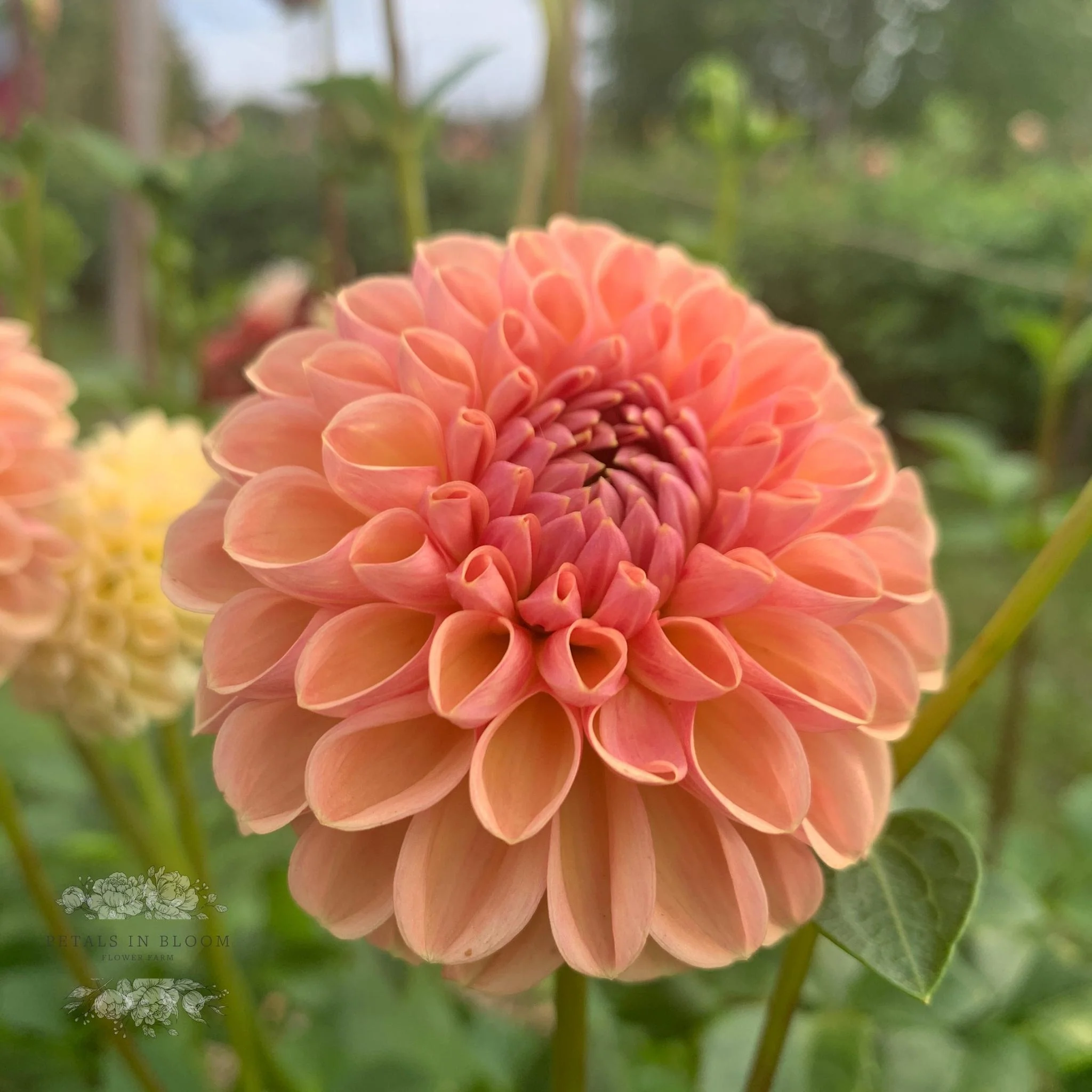 Valley Tawny Dahlia Tubers - Image 3