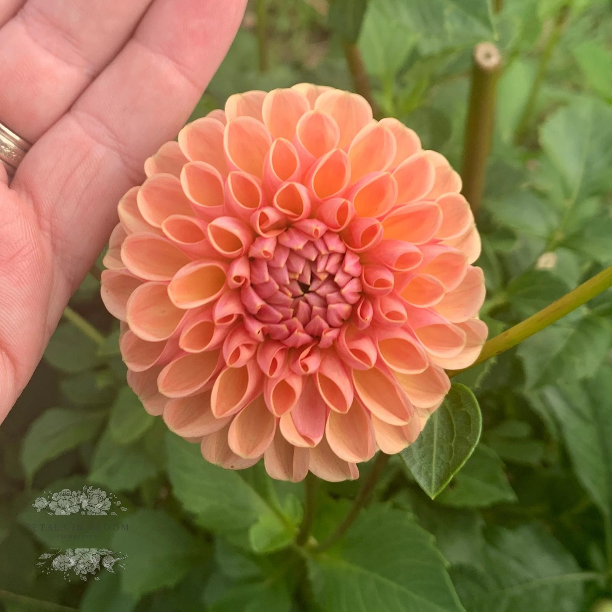 Valley Tawny Dahlia Tubers - Image 5