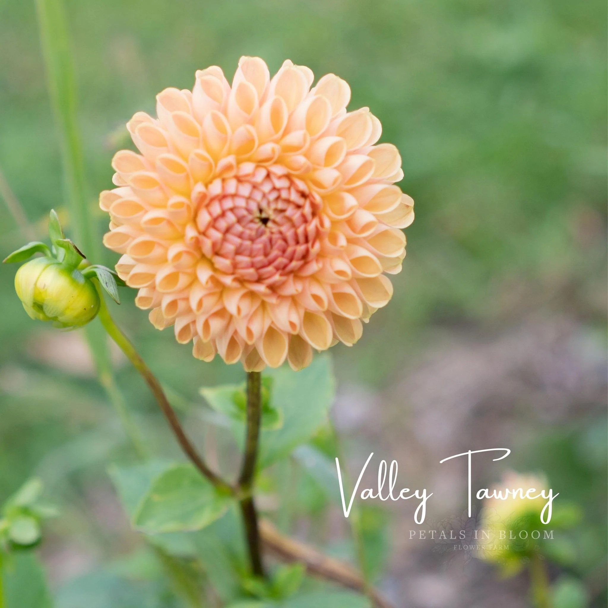 Valley Tawny Dahlia Tubers - Image 6