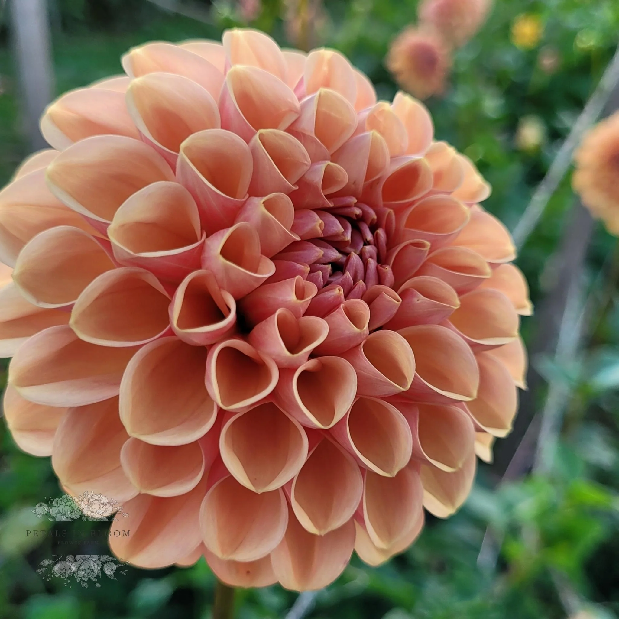 Valley Tawny Dahlia Tubers - Image 7