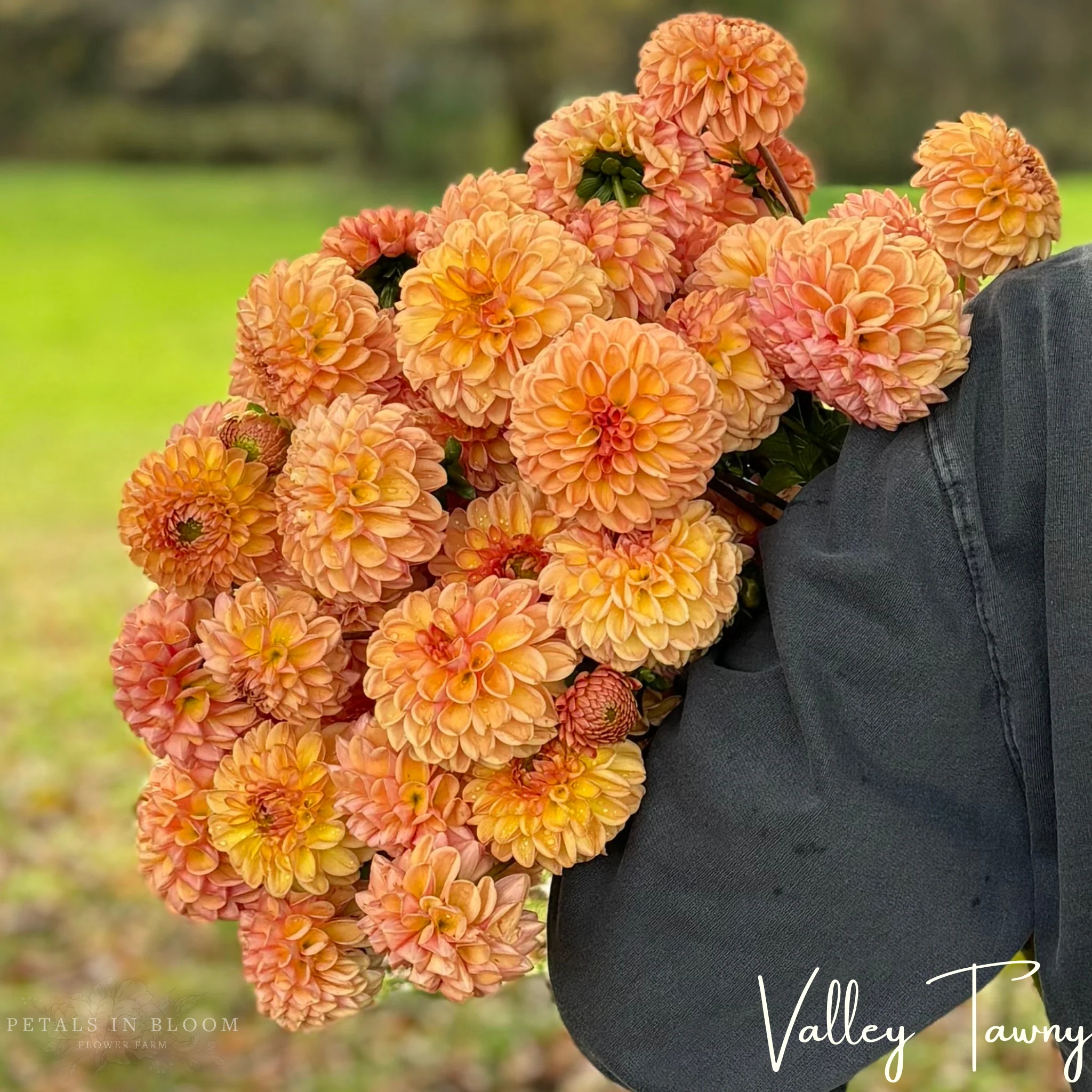 Valley Tawny Dahlia Tubers - Image 8
