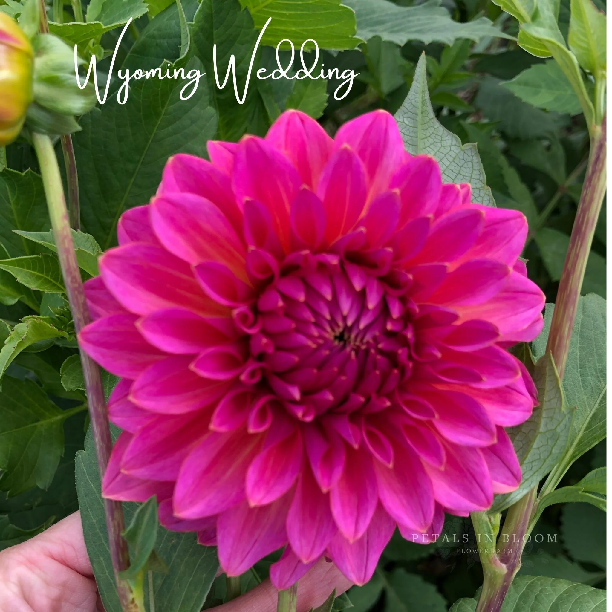 Wyoming Wedding Dahlia Tubers - Image 3