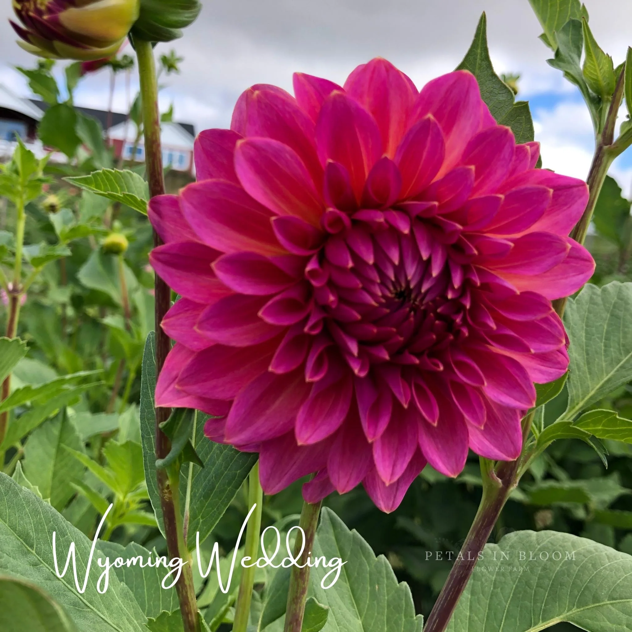 Wyoming Wedding Dahlia Tubers - Image 4