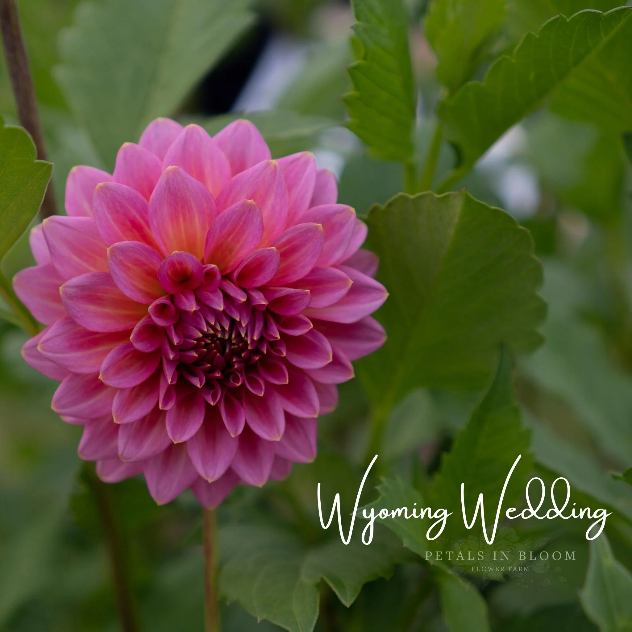Wyoming Wedding Dahlia Tubers - Image 5